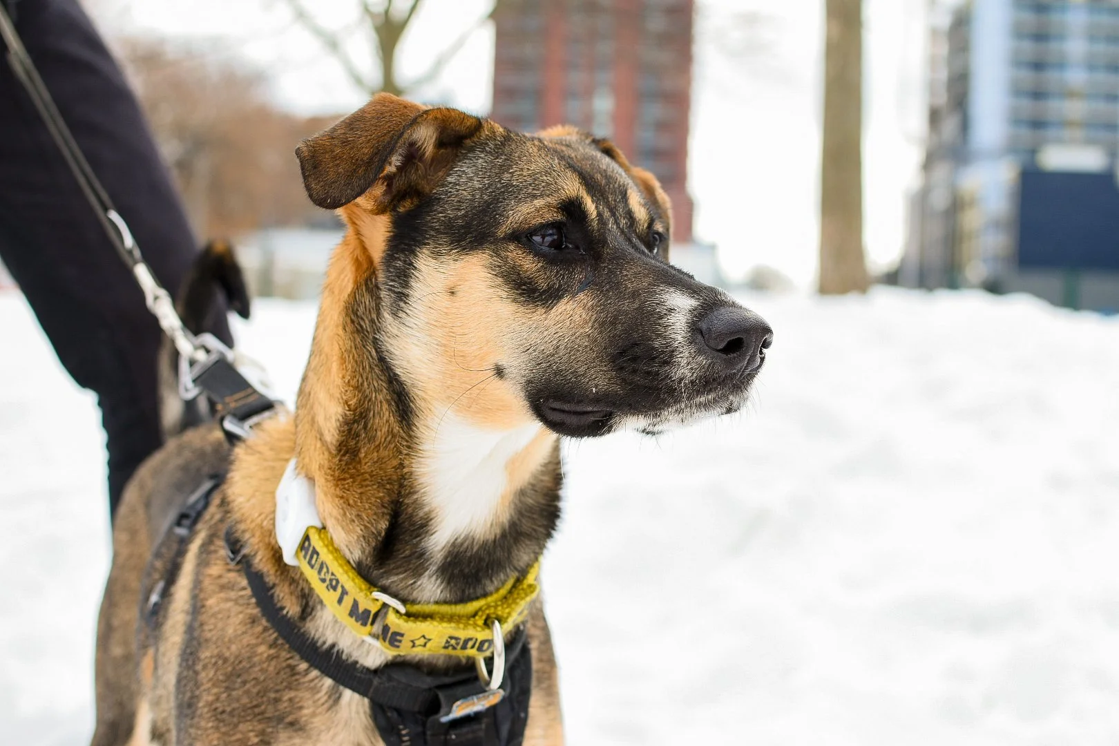 PetSmart Sherway - Adoption Event