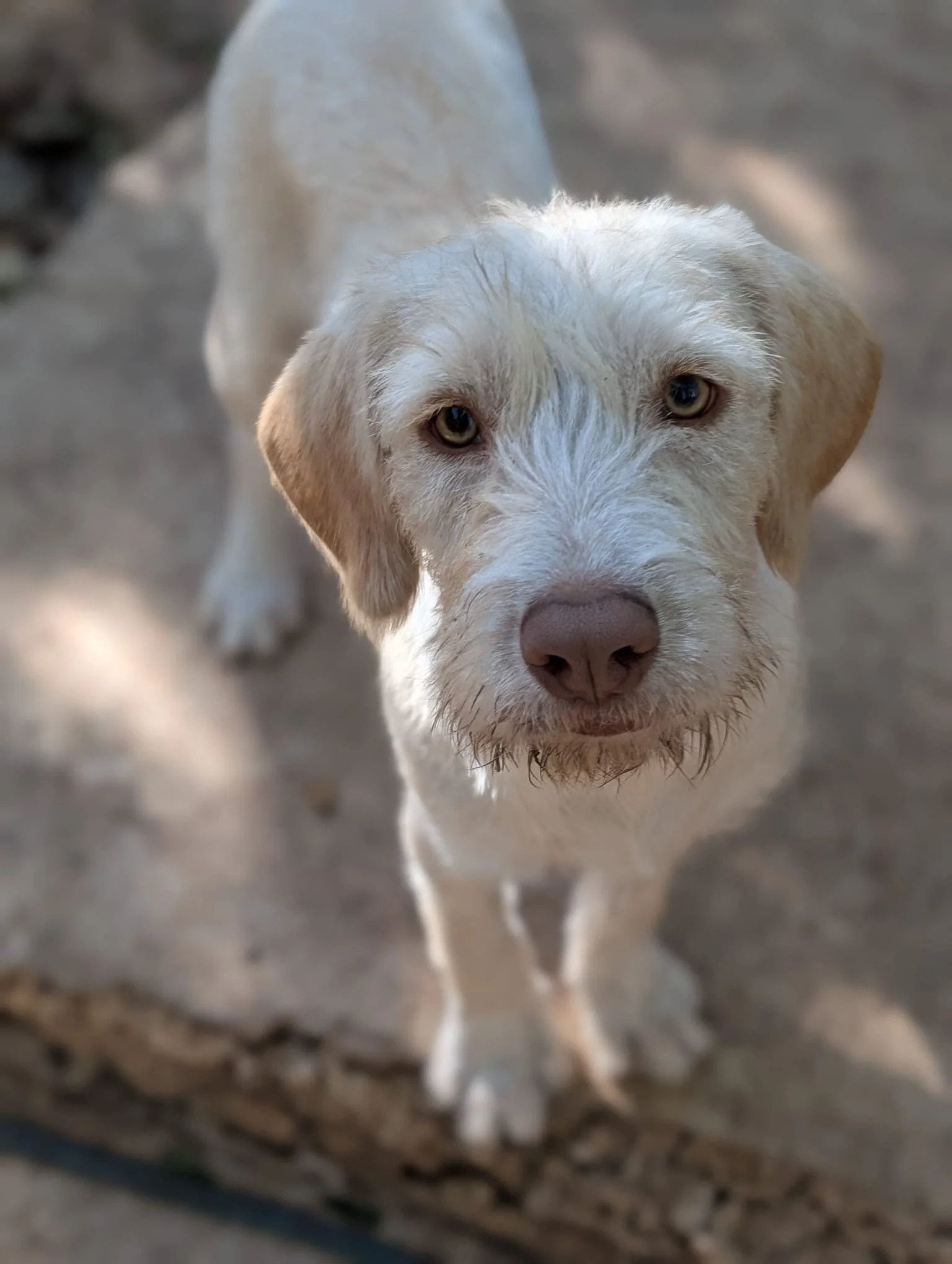 Hannah (Foster-to-Adopt)