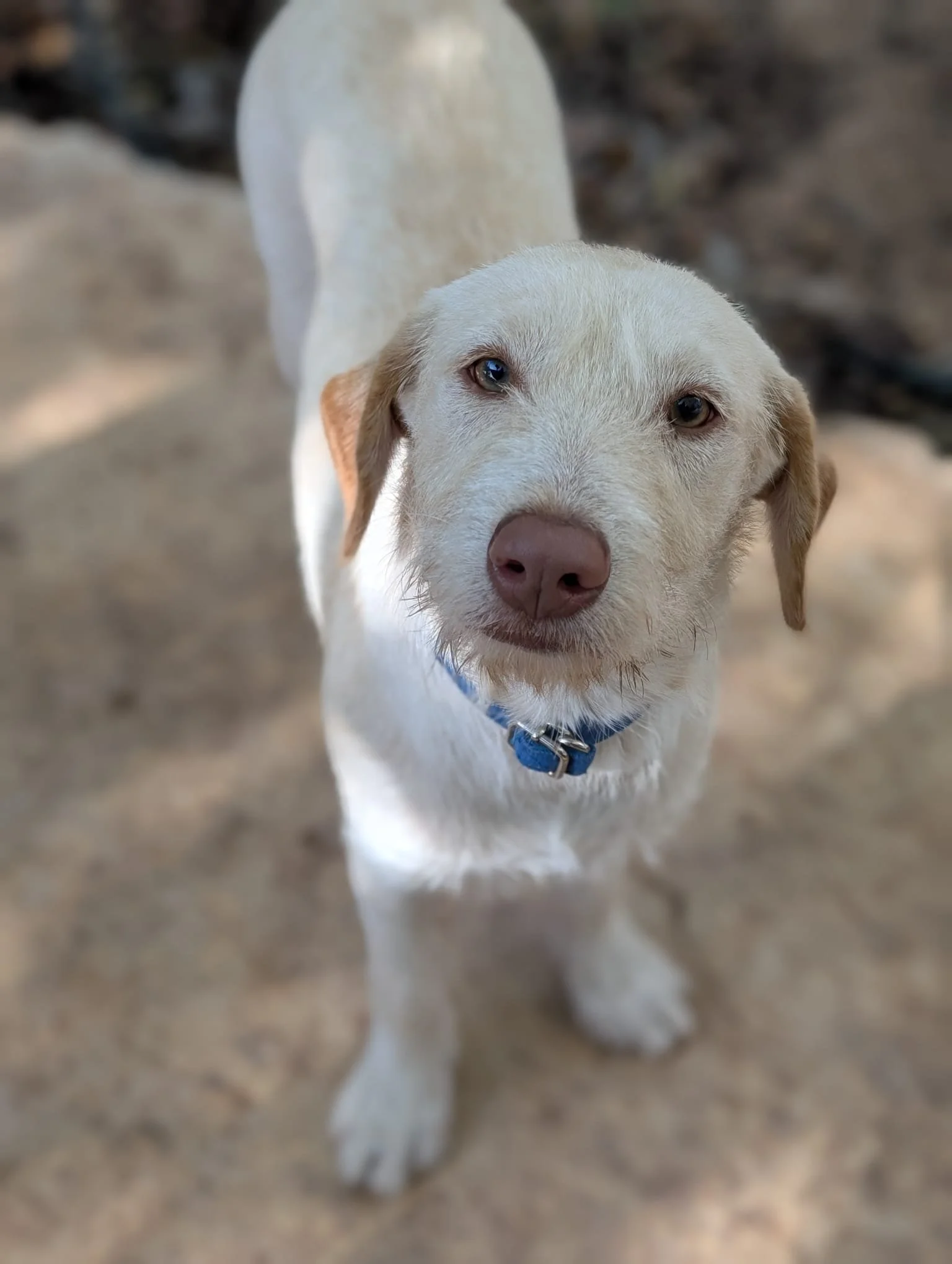 Emma (Foster-to-Adopt)