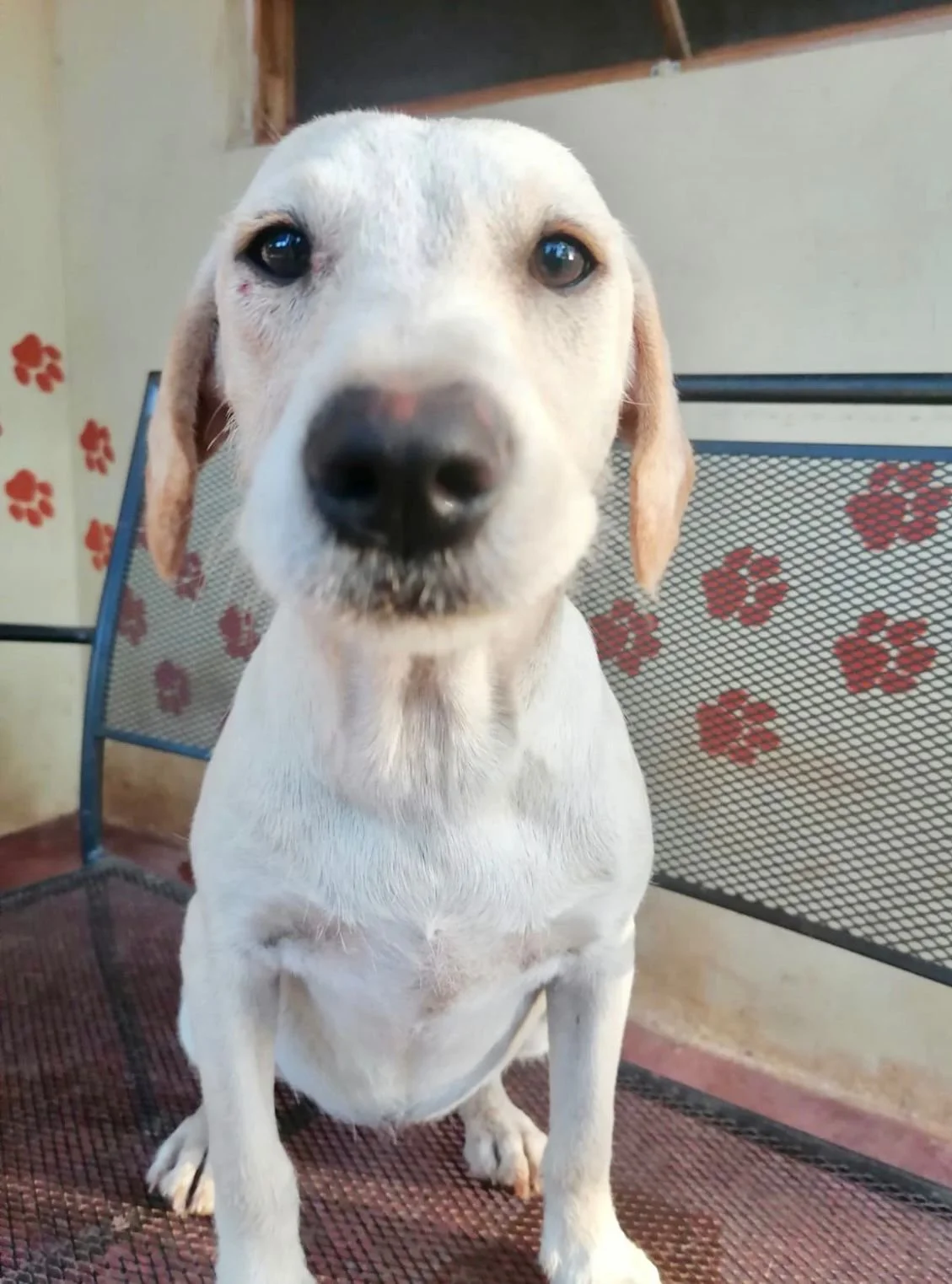 Camila (Foster-to-Adopt)