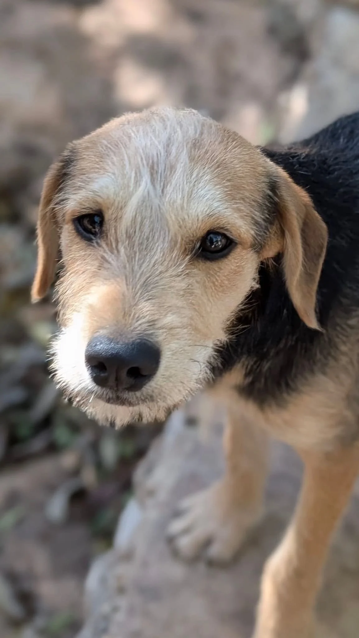 Zury (Foster-to-Adopt) 