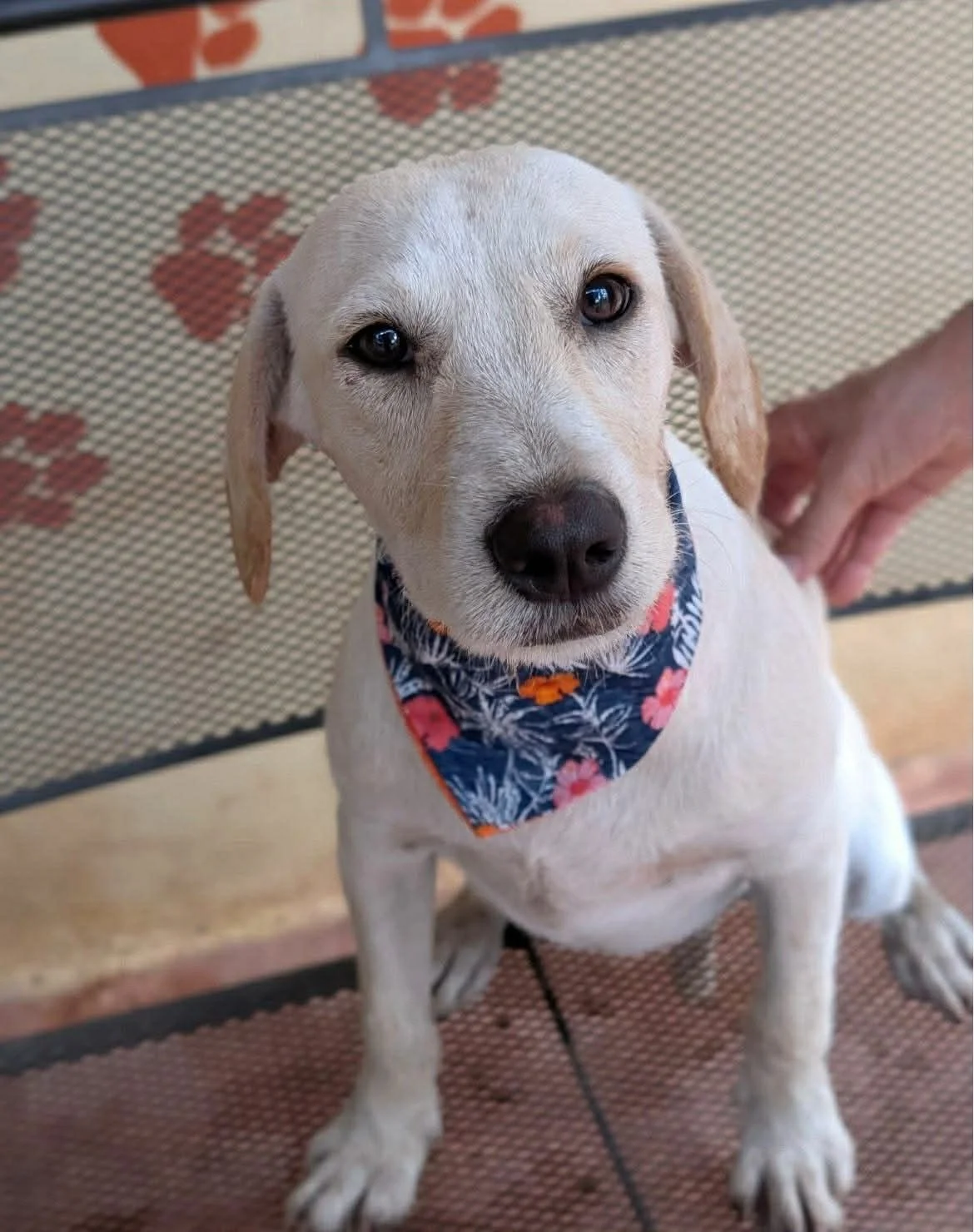 Camila (Foster-to-Adopt)