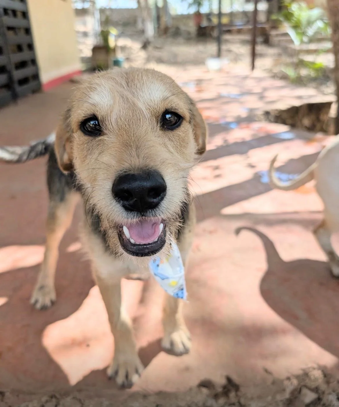 Zury (Foster-to-Adopt) 