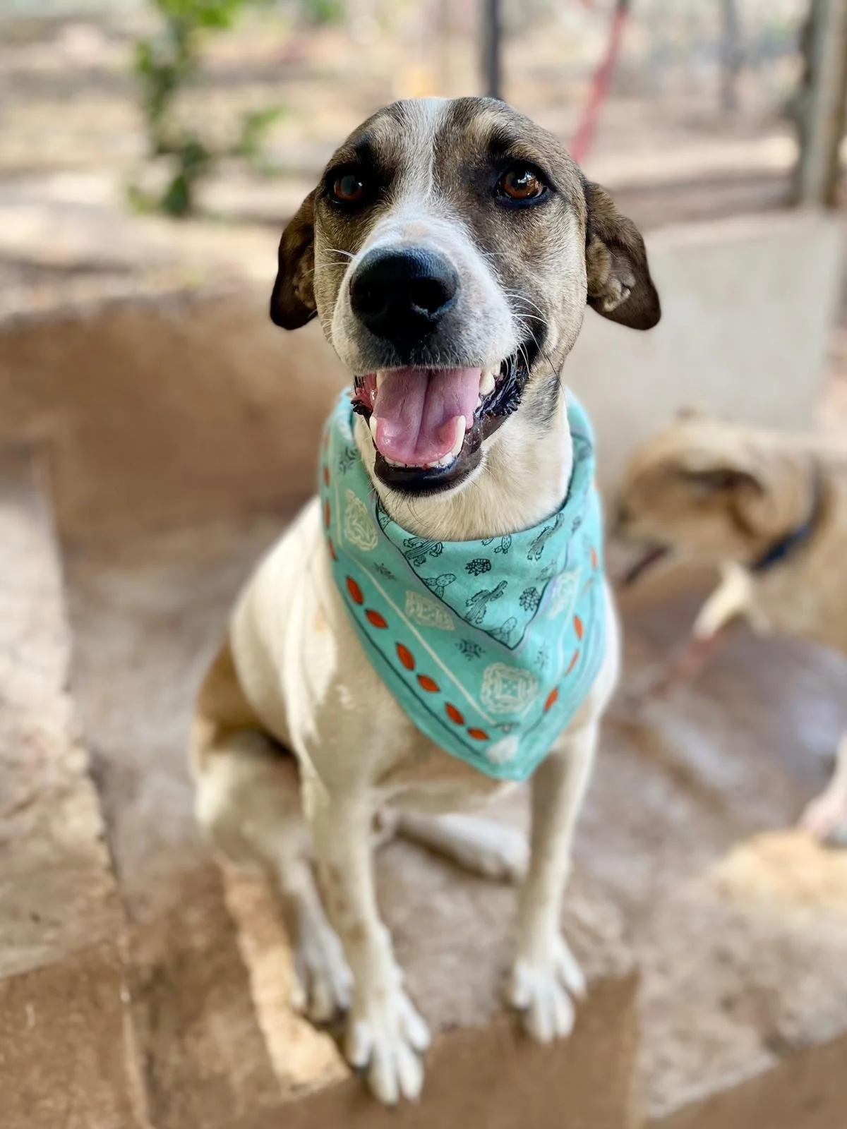 Jack (Foster-to-Adopt)