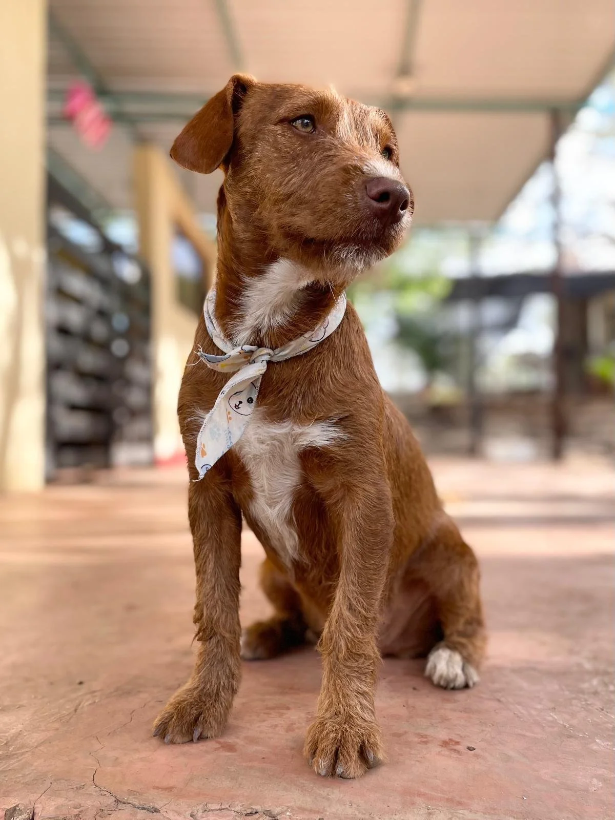 Carmelita (Foster-to-Adopt) 