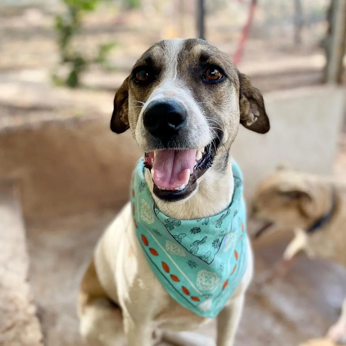 Jack (Foster-to-Adopt)