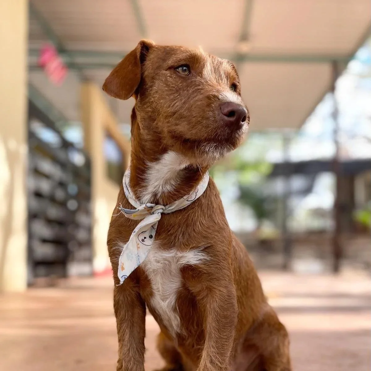 Carmelita (Foster-to-Adopt) 