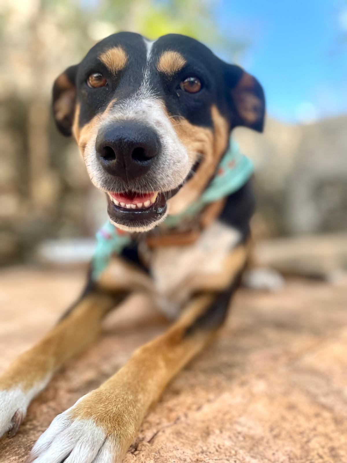 Chilindrina (Foster-to-Adopt) 