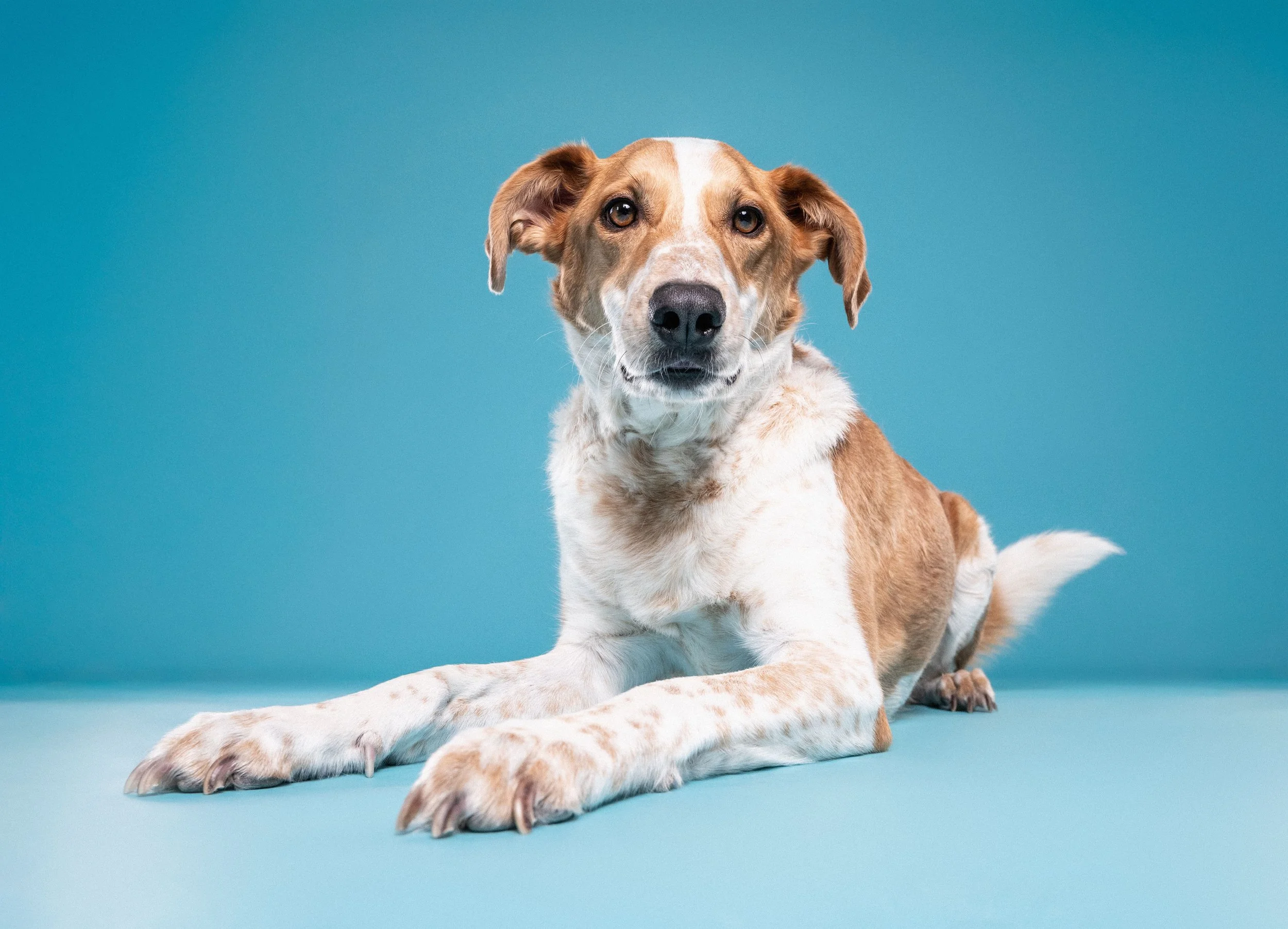 Bone &amp; Biscuit, Parkside - Adoption Event