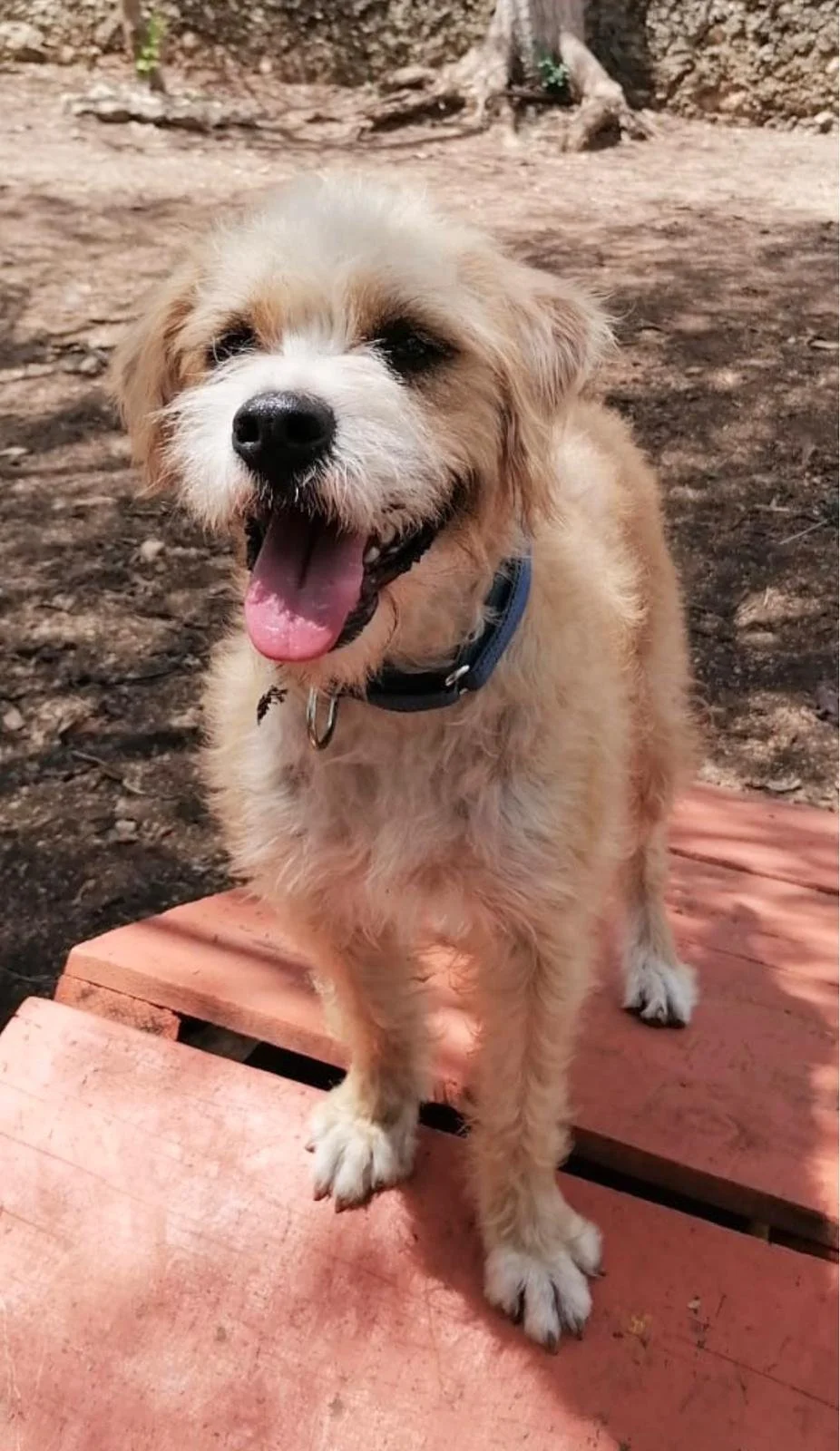 Sol (Foster-to-Adopt)