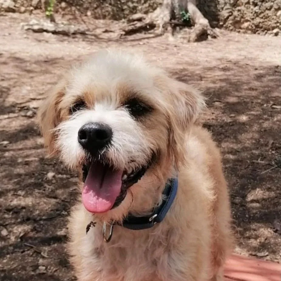 Sol (Foster-to-Adopt)