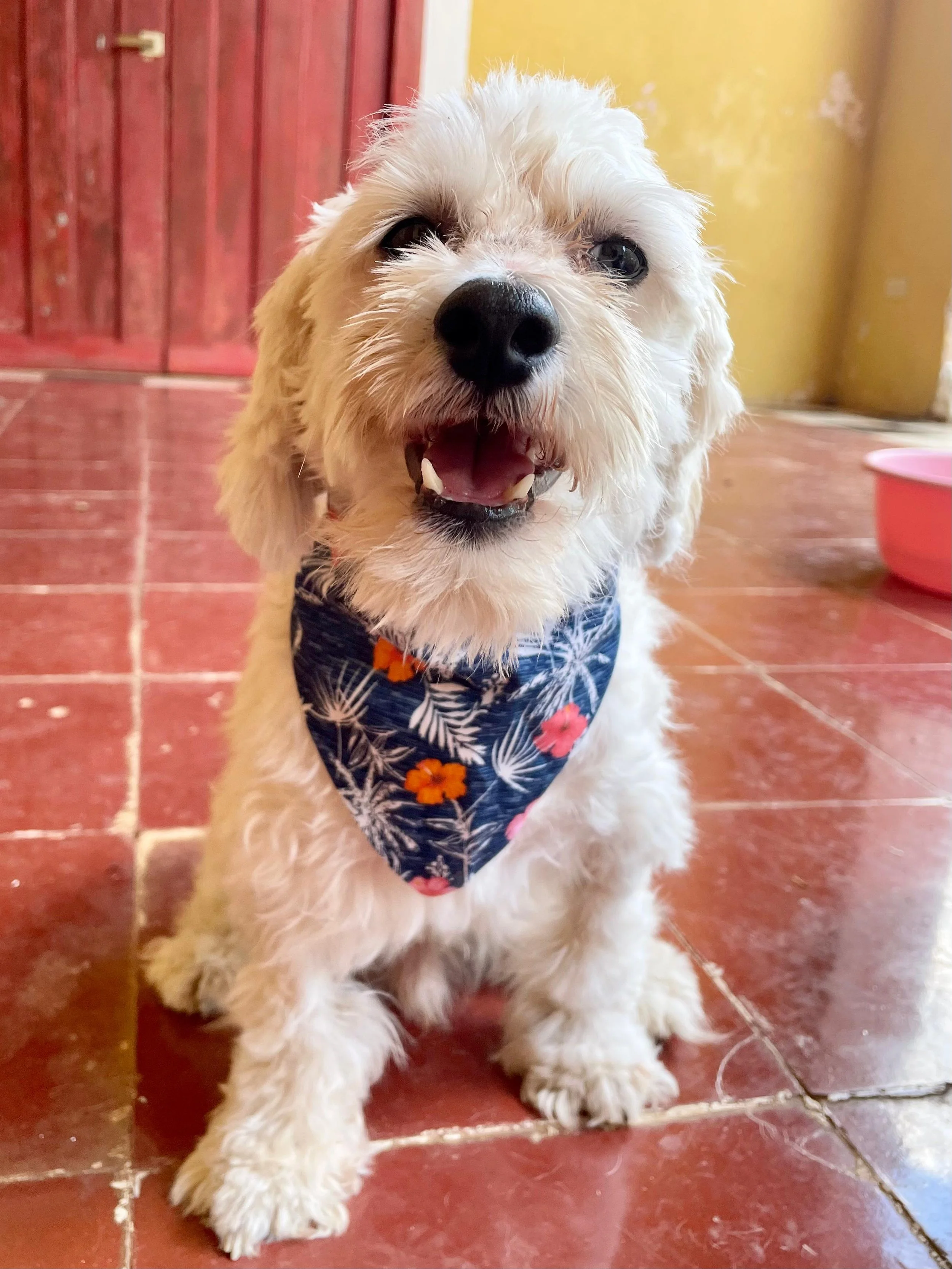 Olaf (Foster-to-Adopt)