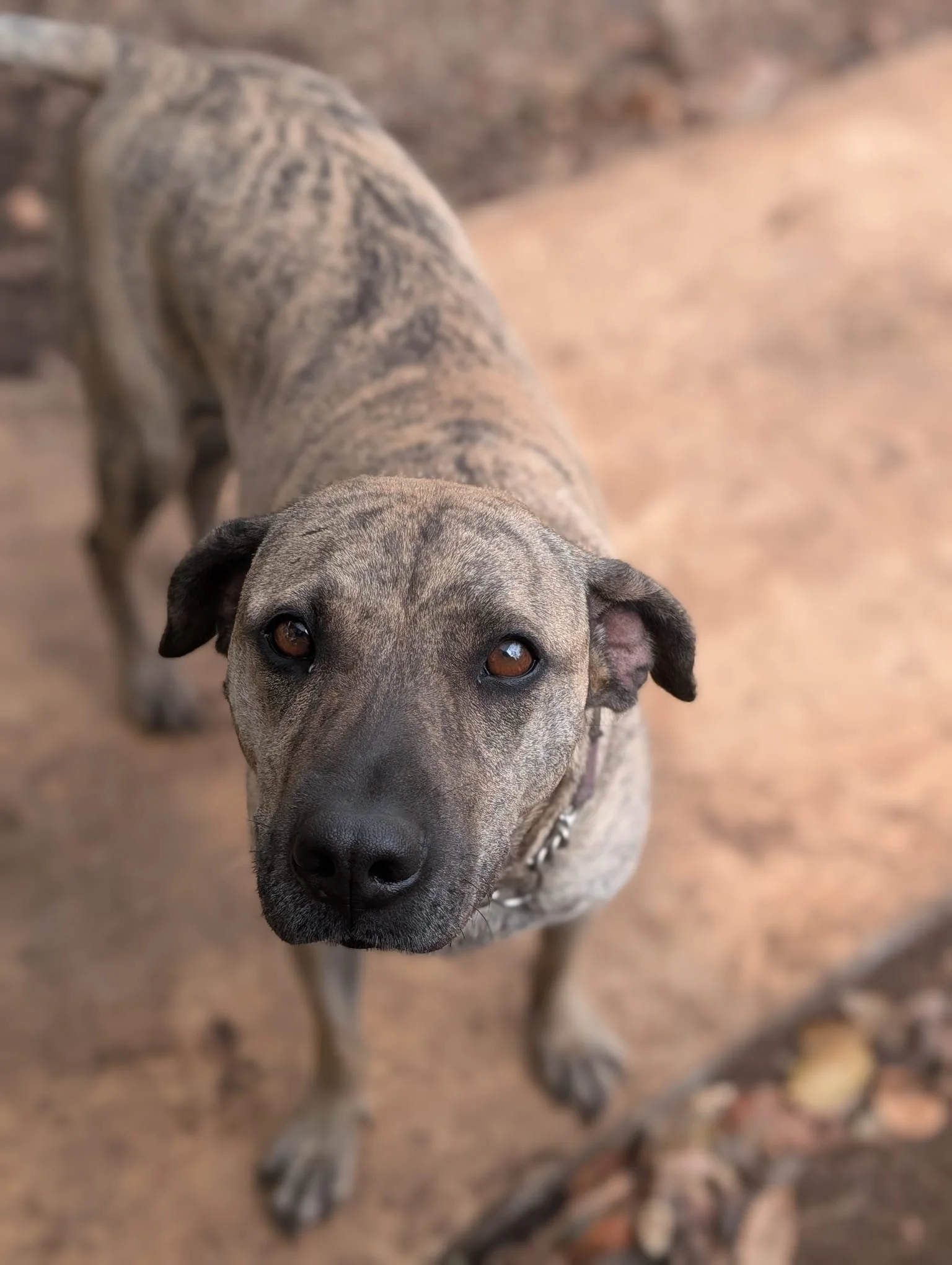 Lola (Foster-to-Adopt) 