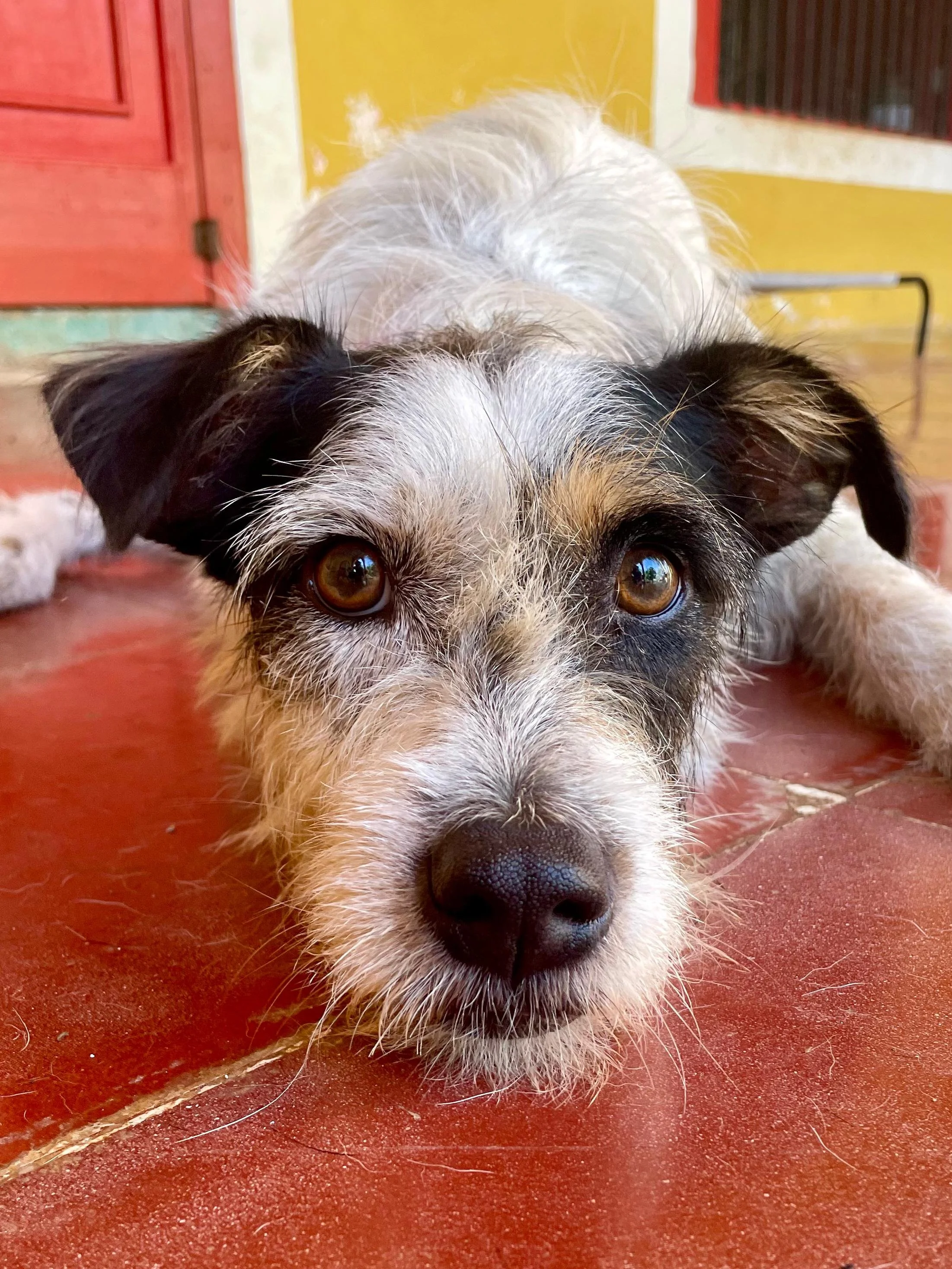 Vaquita (Foster-to-Adopt)