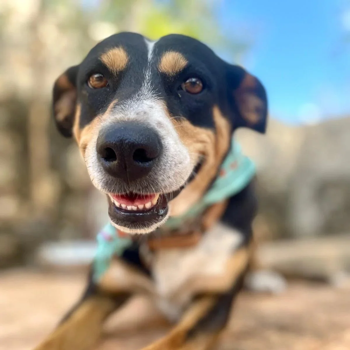 Chilindrina (Foster-to-Adopt)