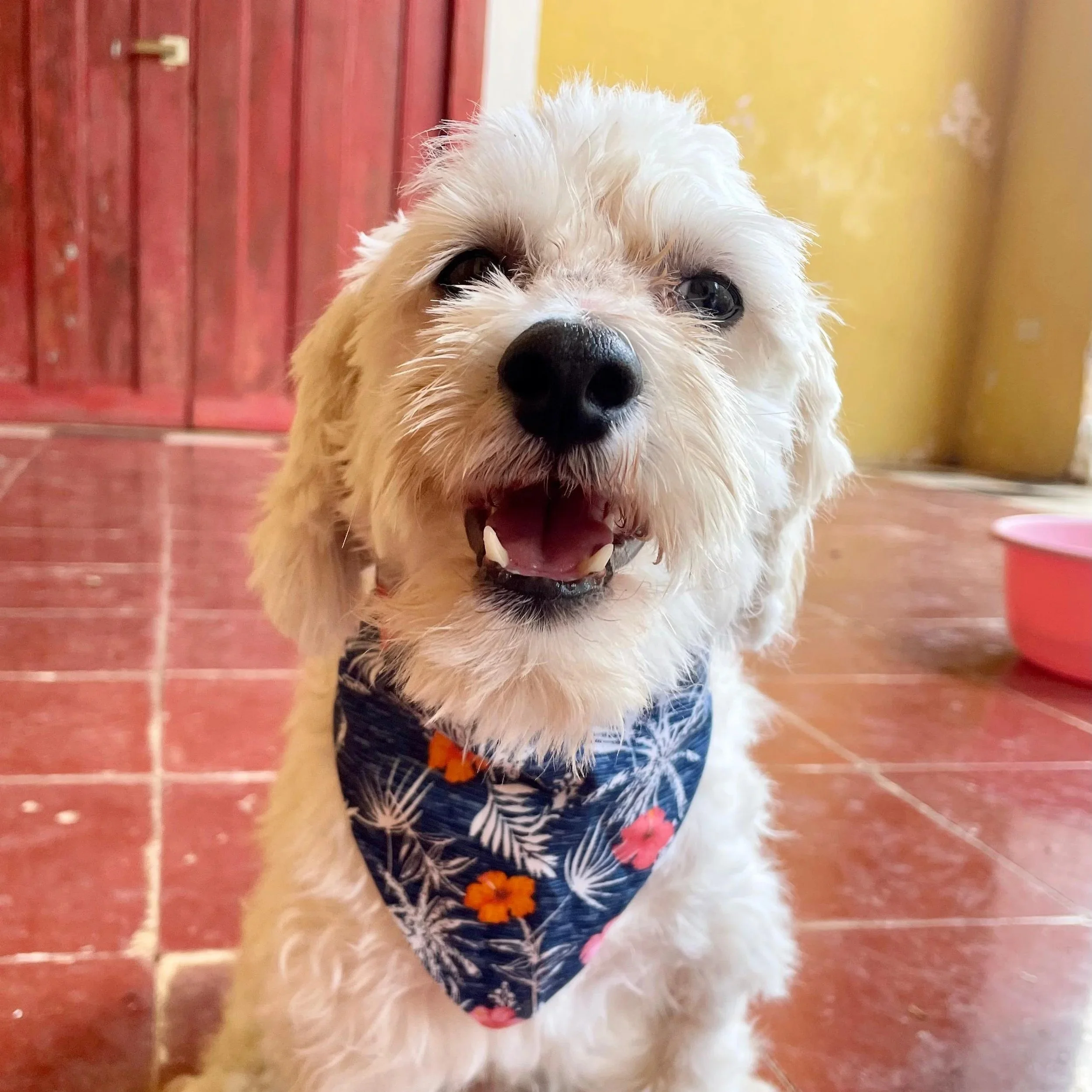 Olaf (Foster-to-Adopt)