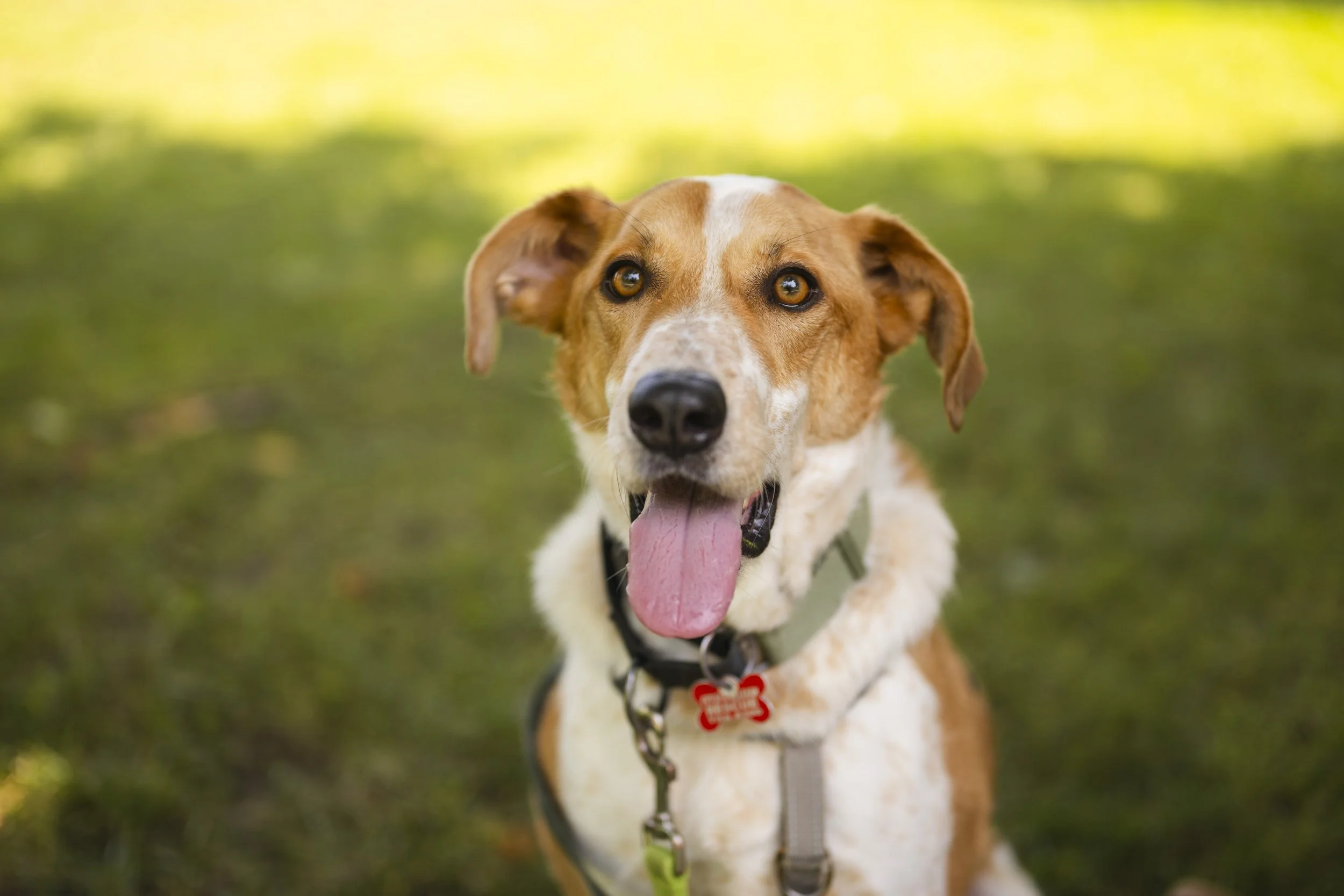 James Gardens Outdoor Adoption Event 