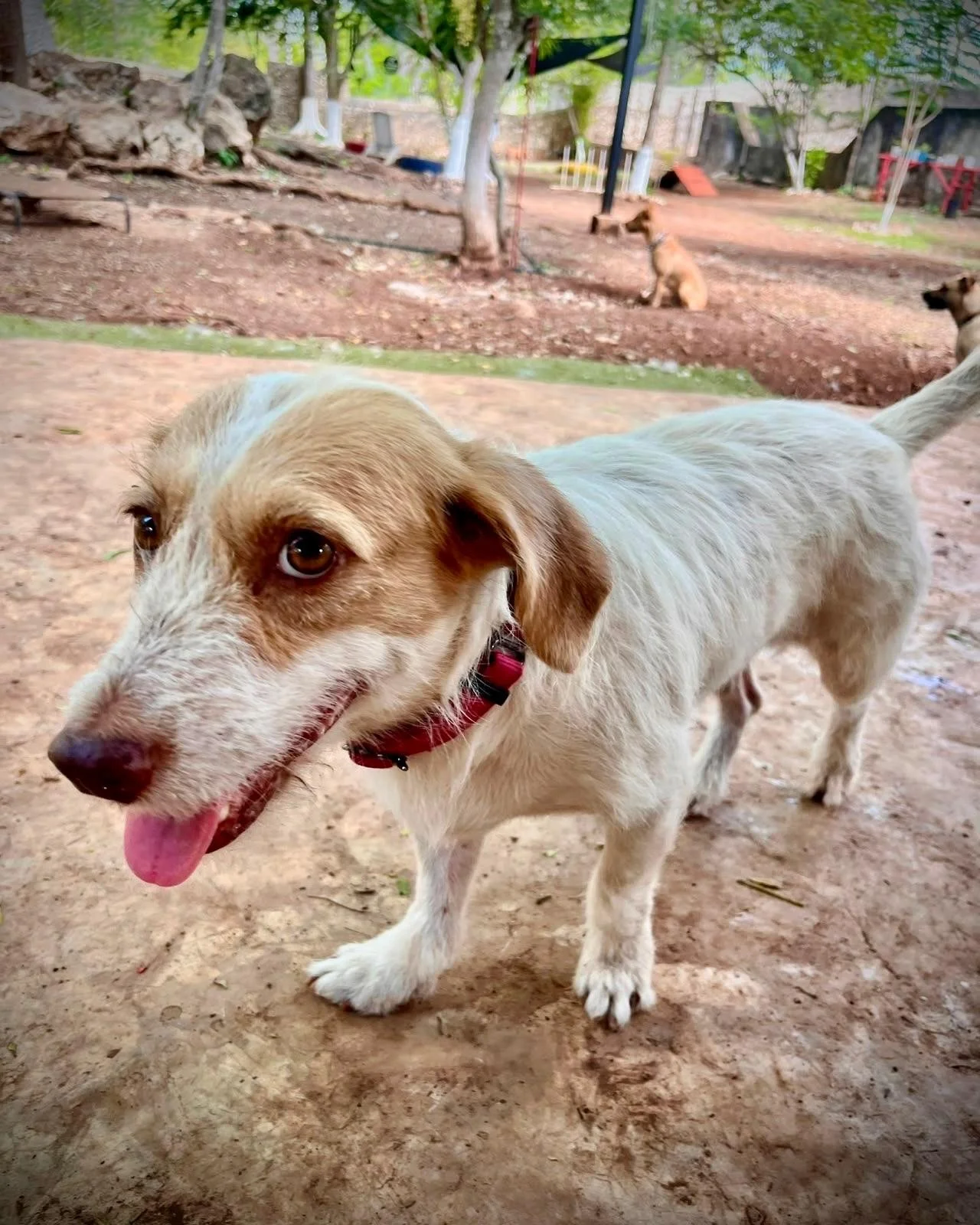 Ramona