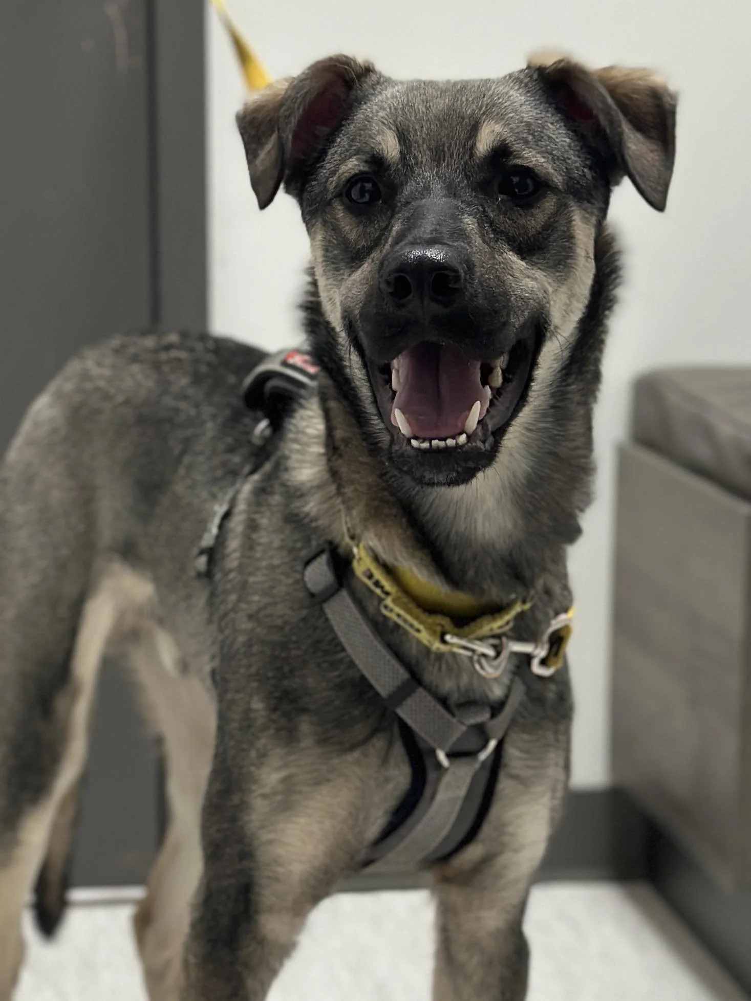 Mavi