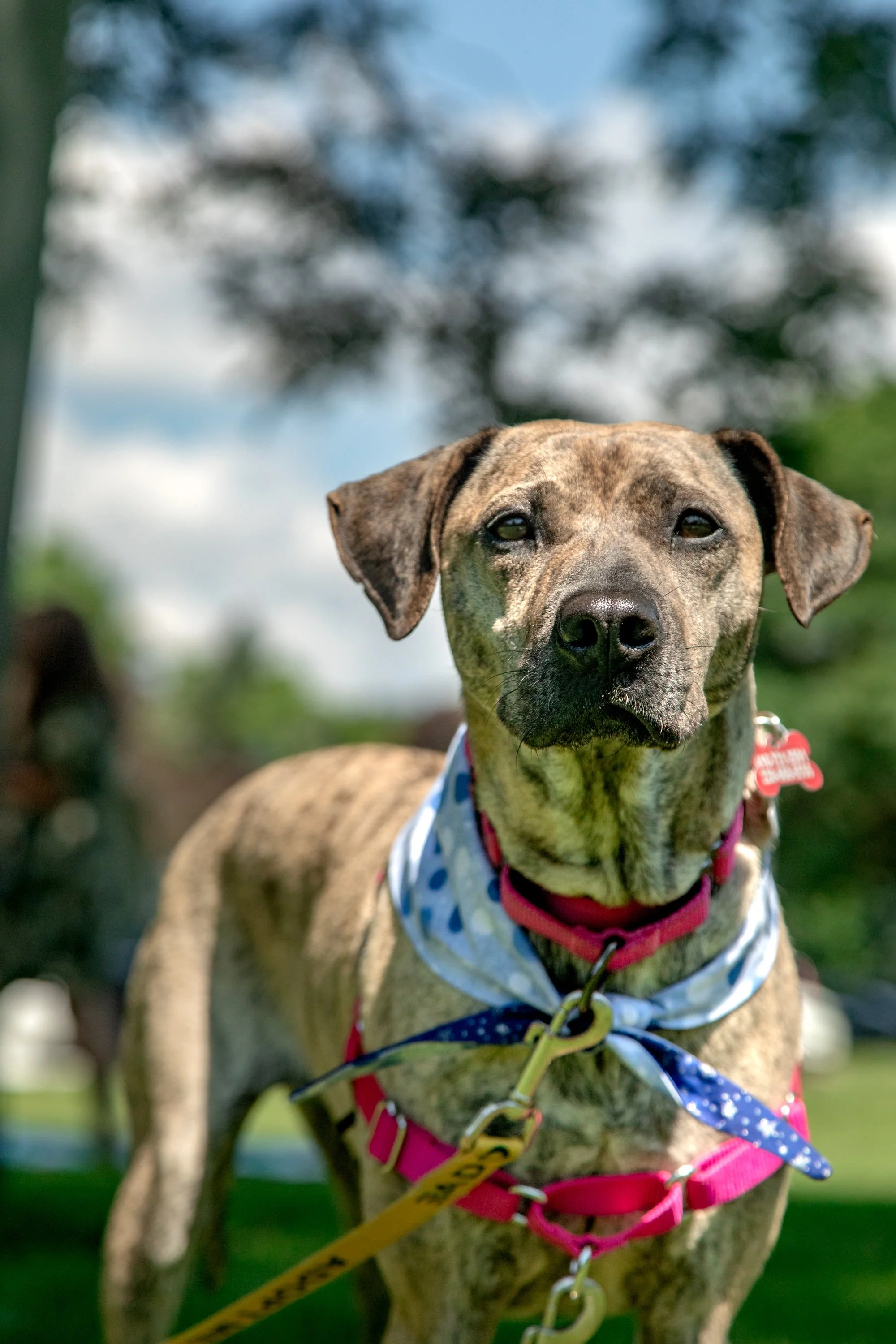 Lola - Adoption Pending