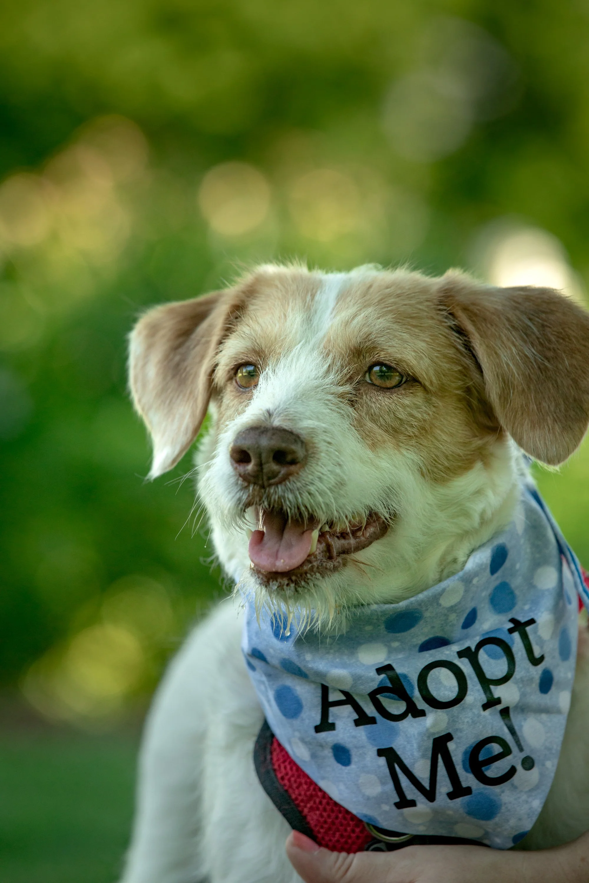 Ramona - Adoption Pending