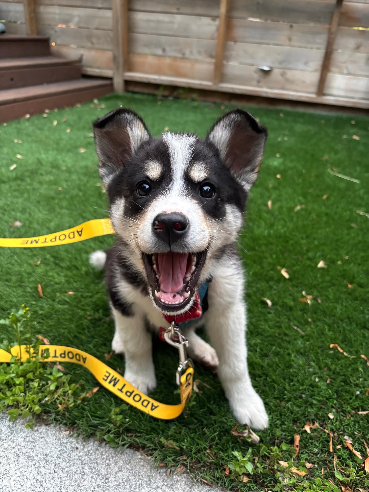James Gardens Outdoor Adoption Event 