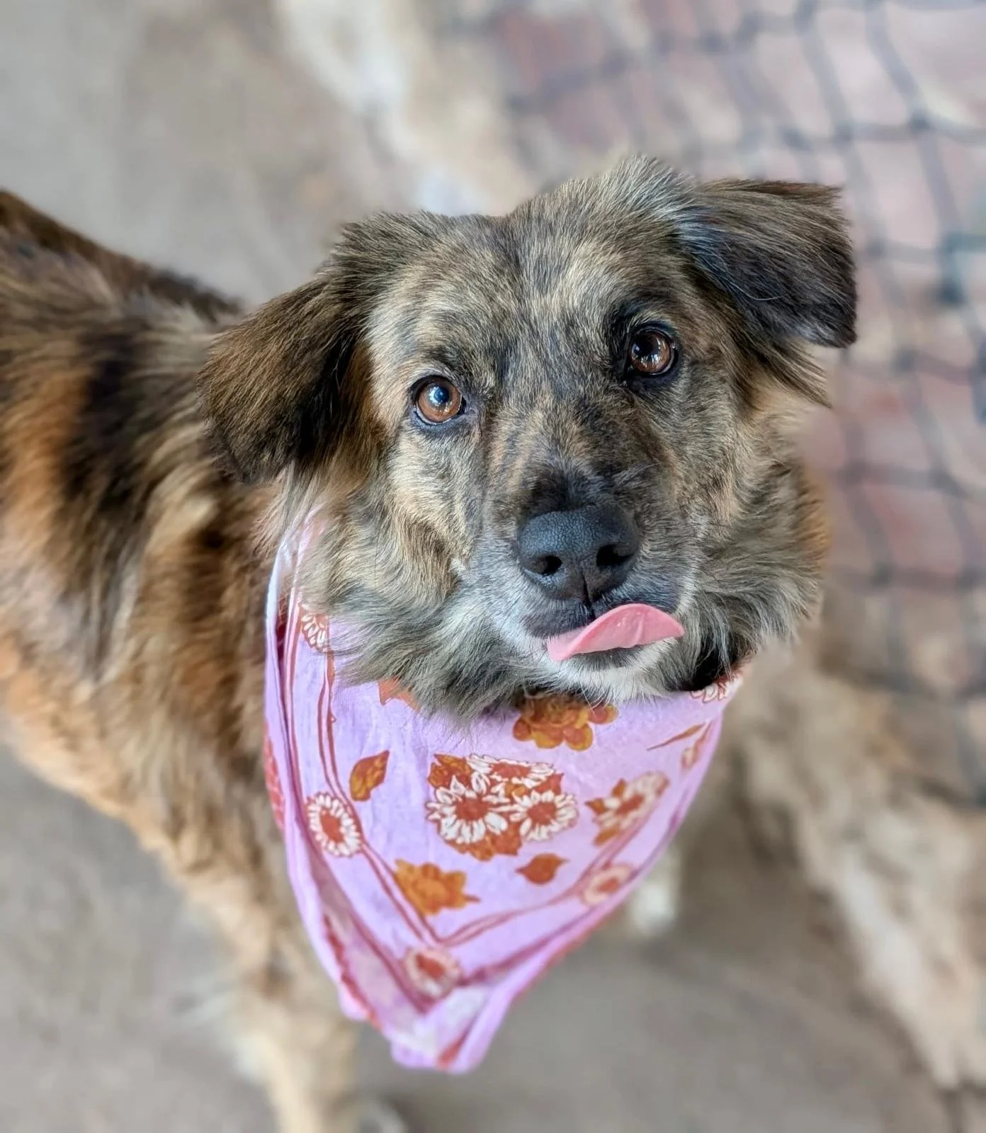 Yoko Ono (Foster-to-Adopt)