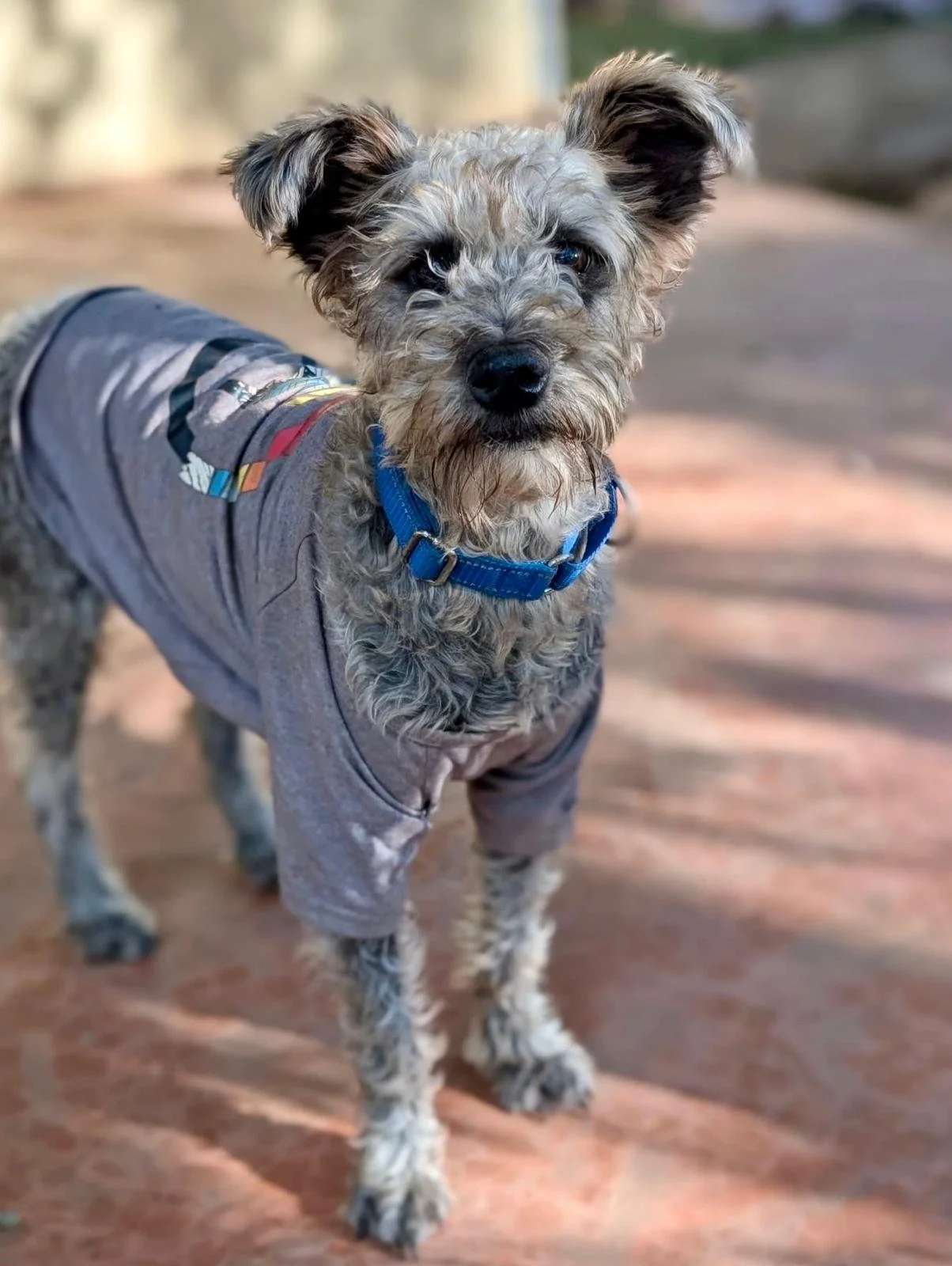 Pimienta (Foster-to-Adopt)