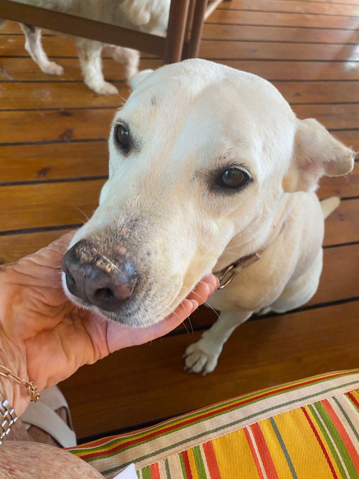 Bella (Foster-to-Adopt)