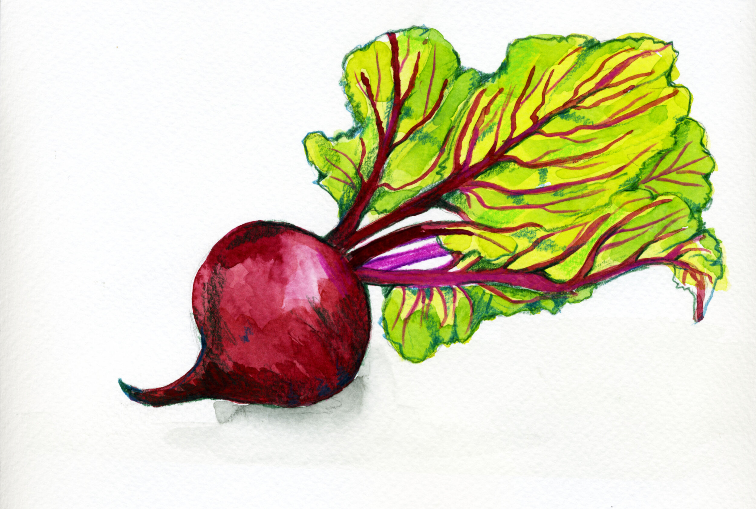 Red Beet in watercolor