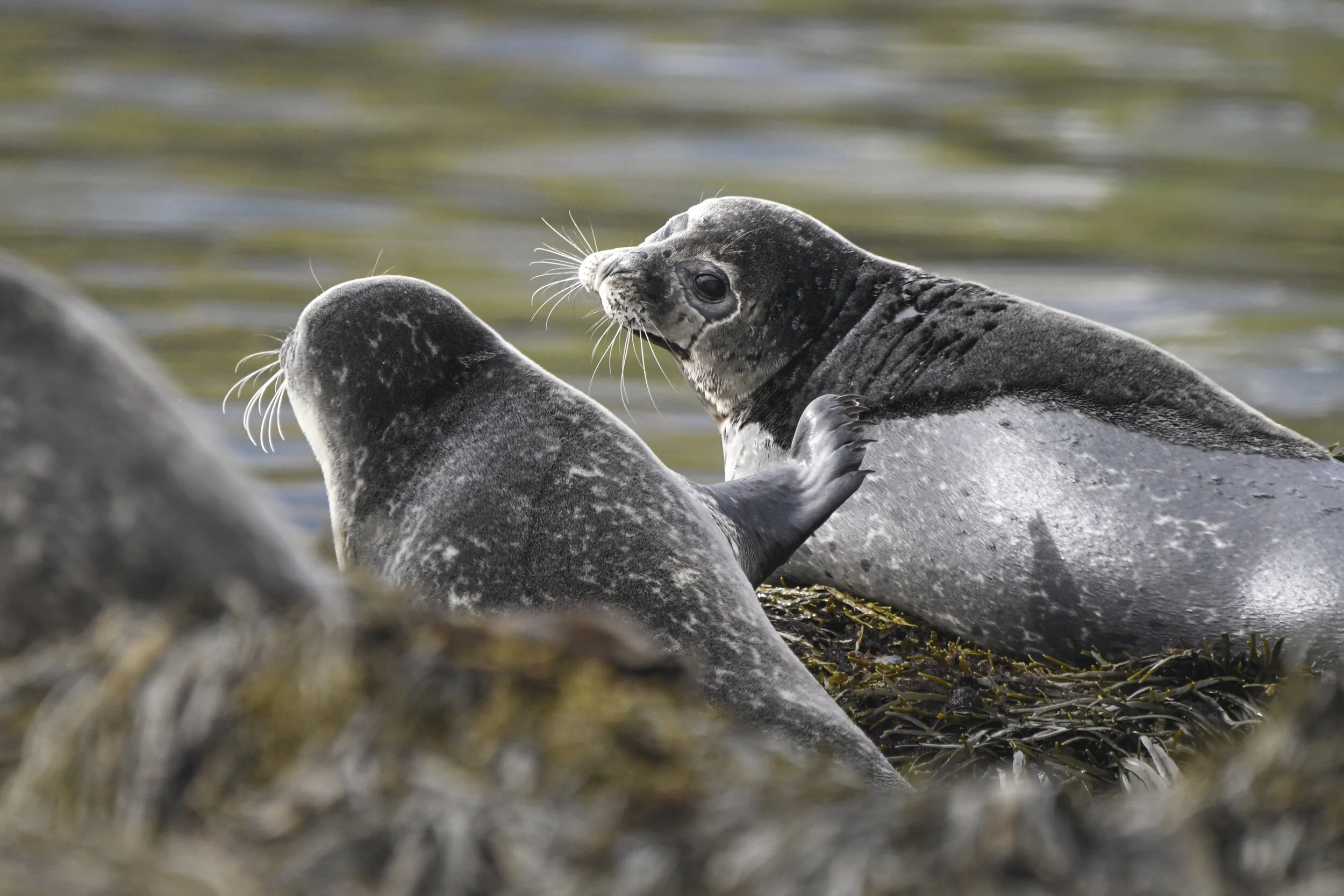 Iceland Photos-4.jpg