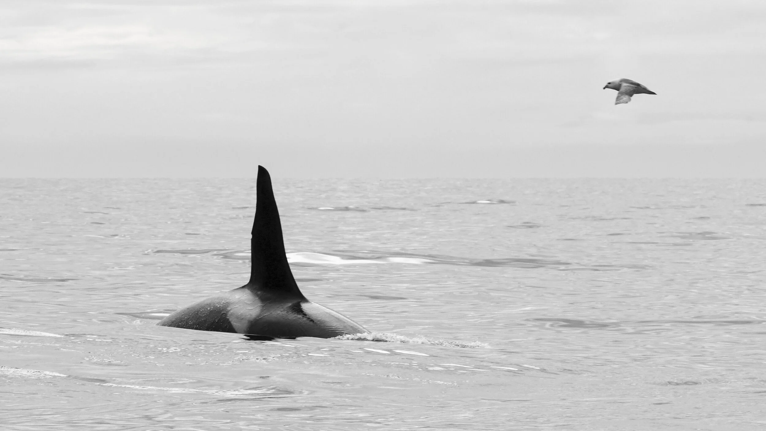 Iceland Photos-8.jpg