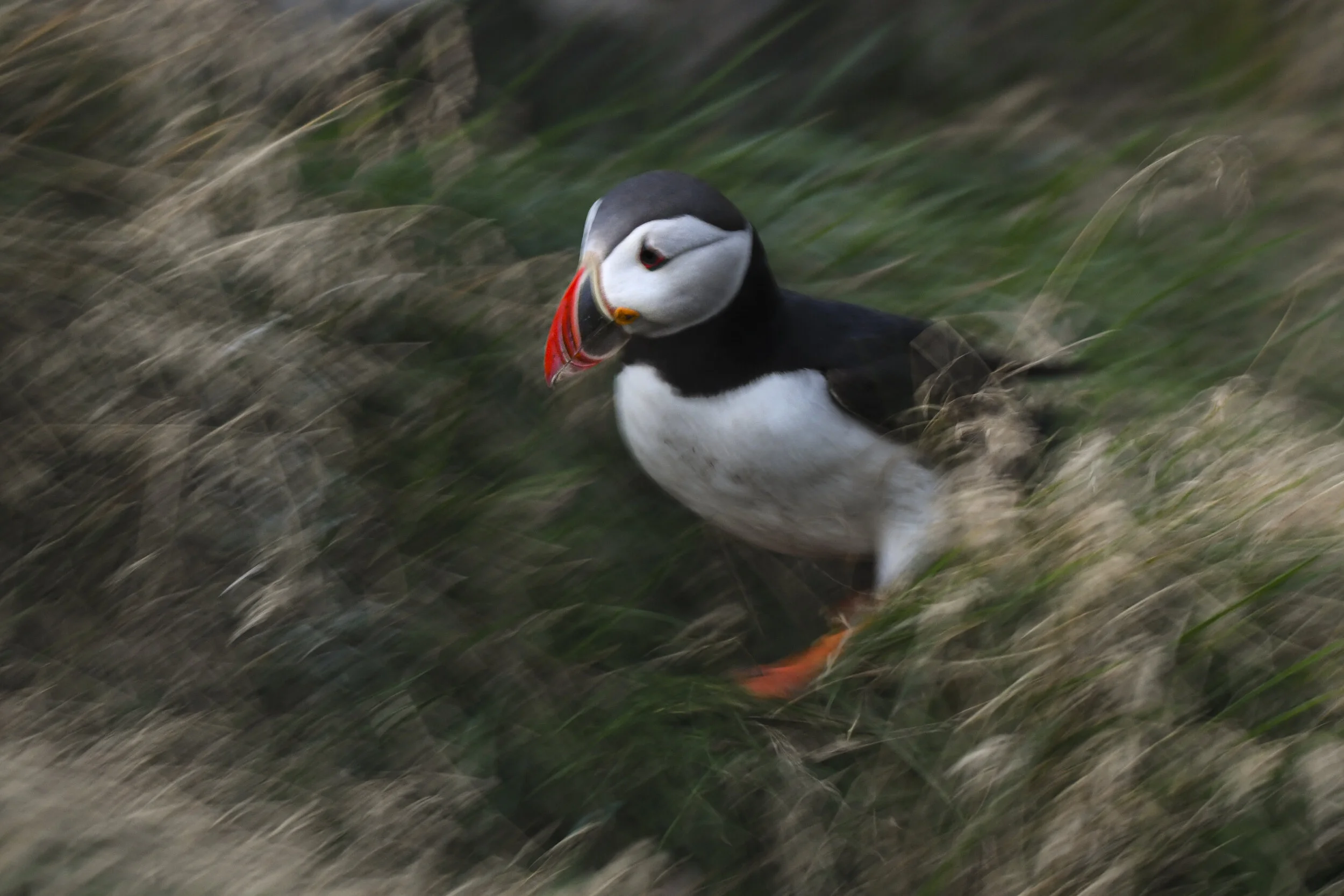 Iceland Photos-25.jpg