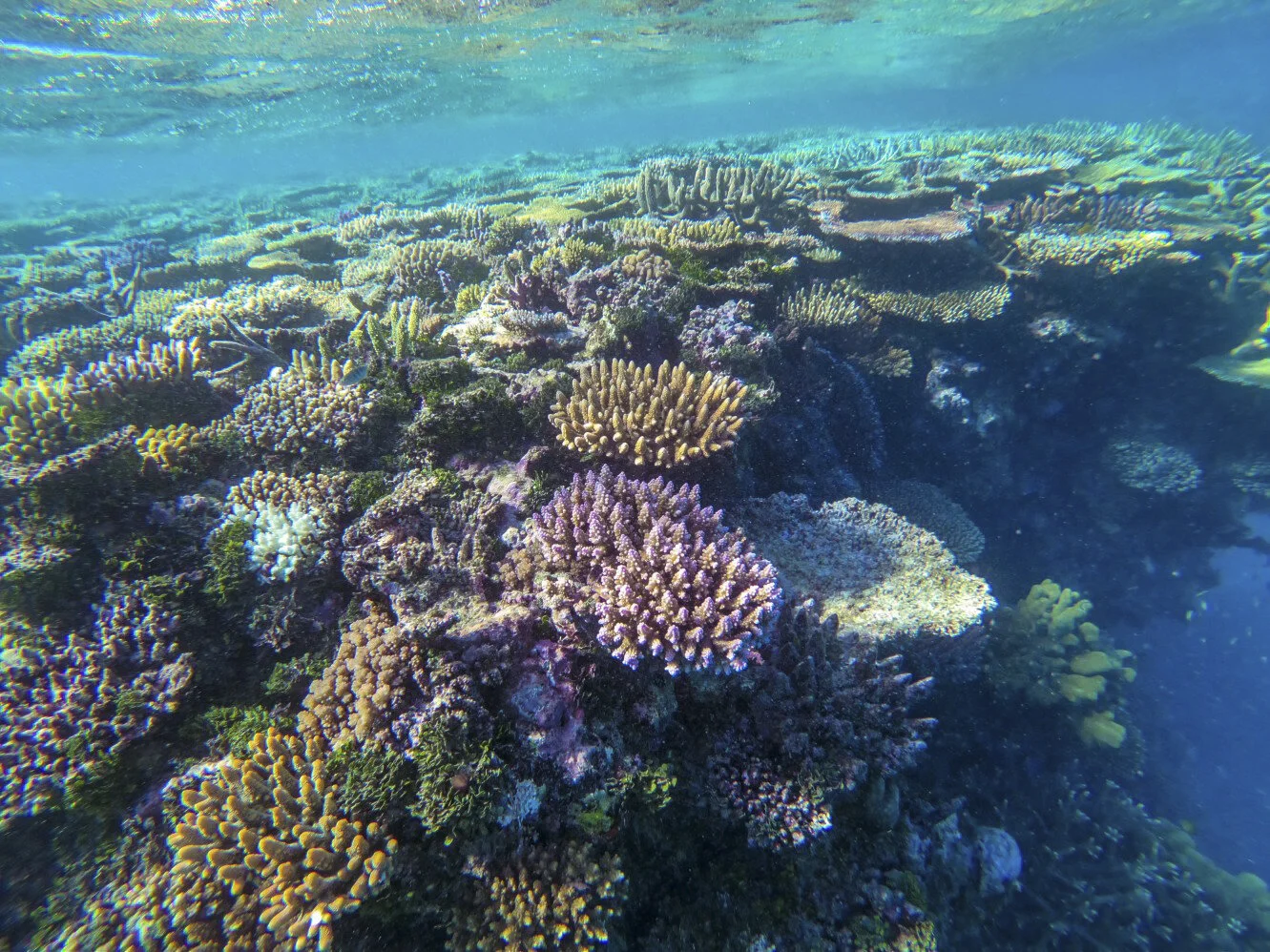 BarrierReef-7.jpg