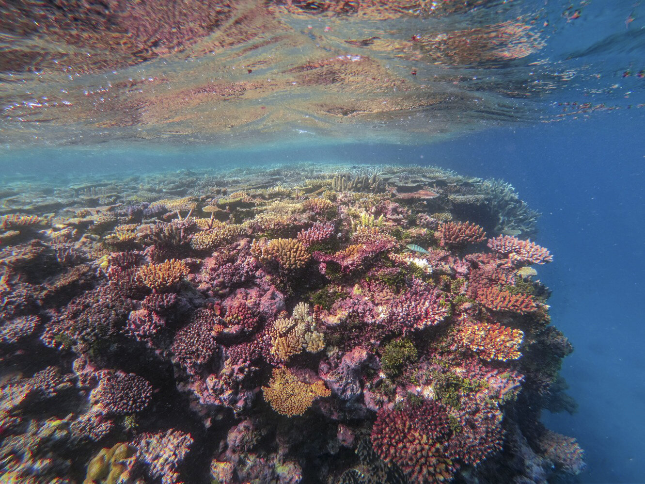 BarrierReef.jpg