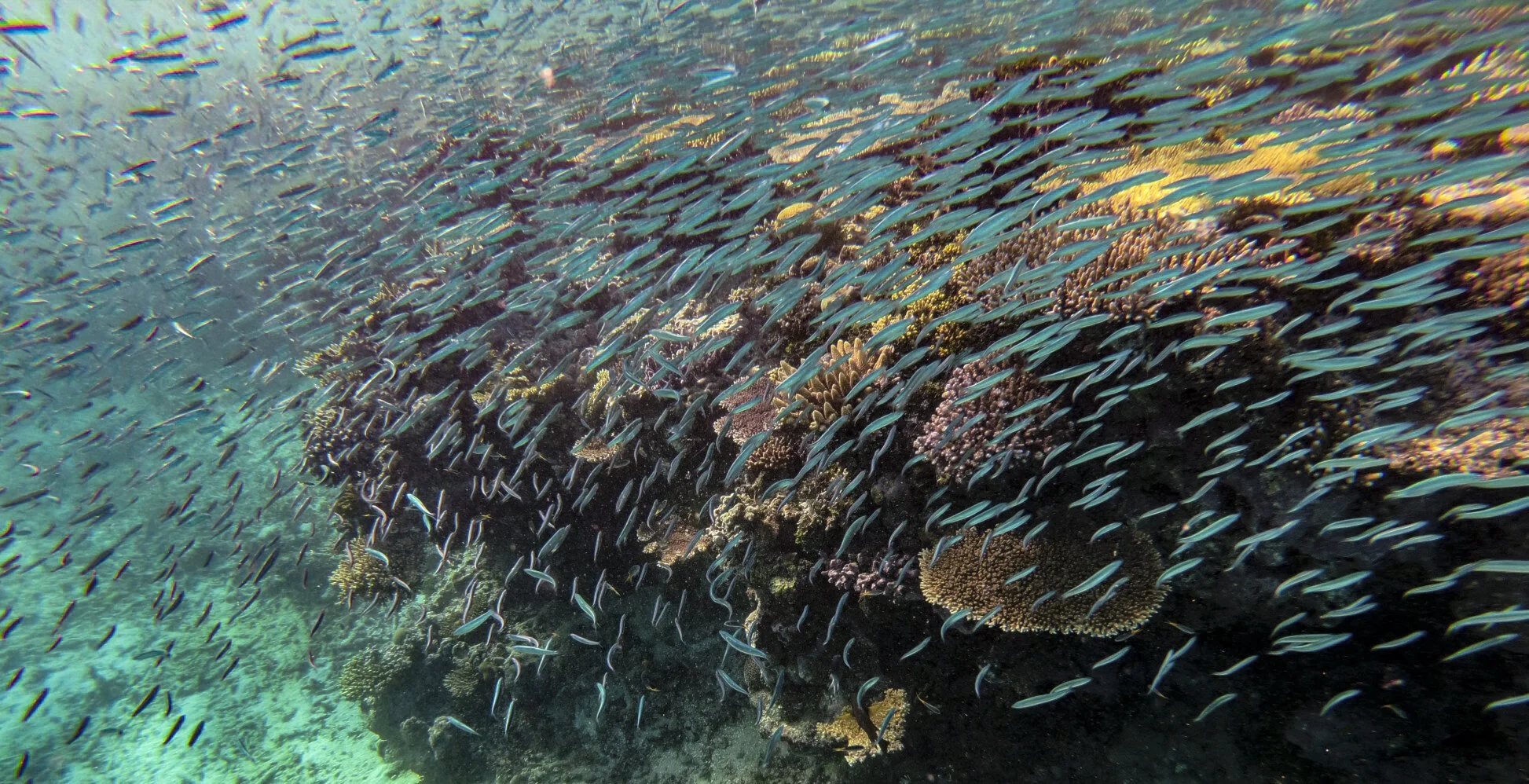BarrierReef-8.jpg