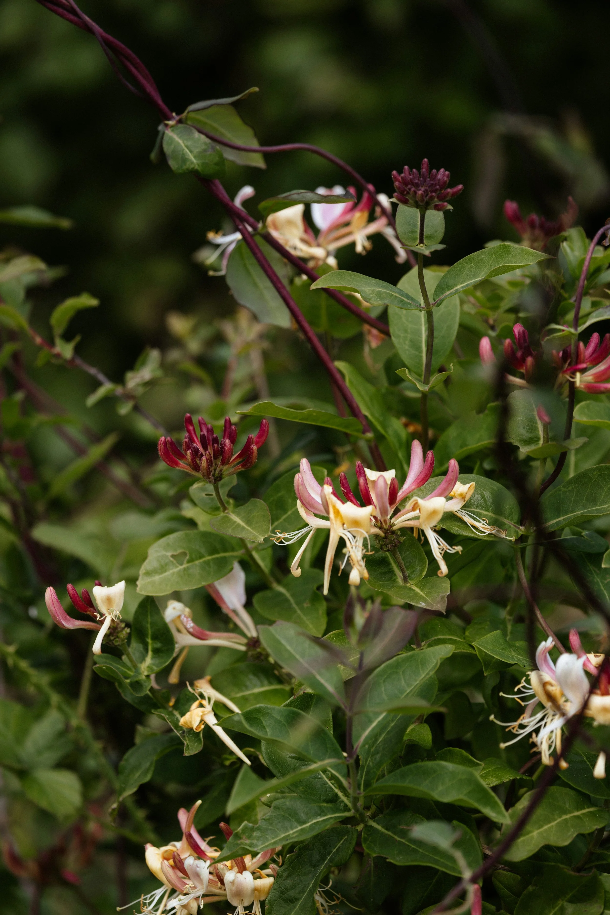 boundaries flower essence honeysuckle.jpg