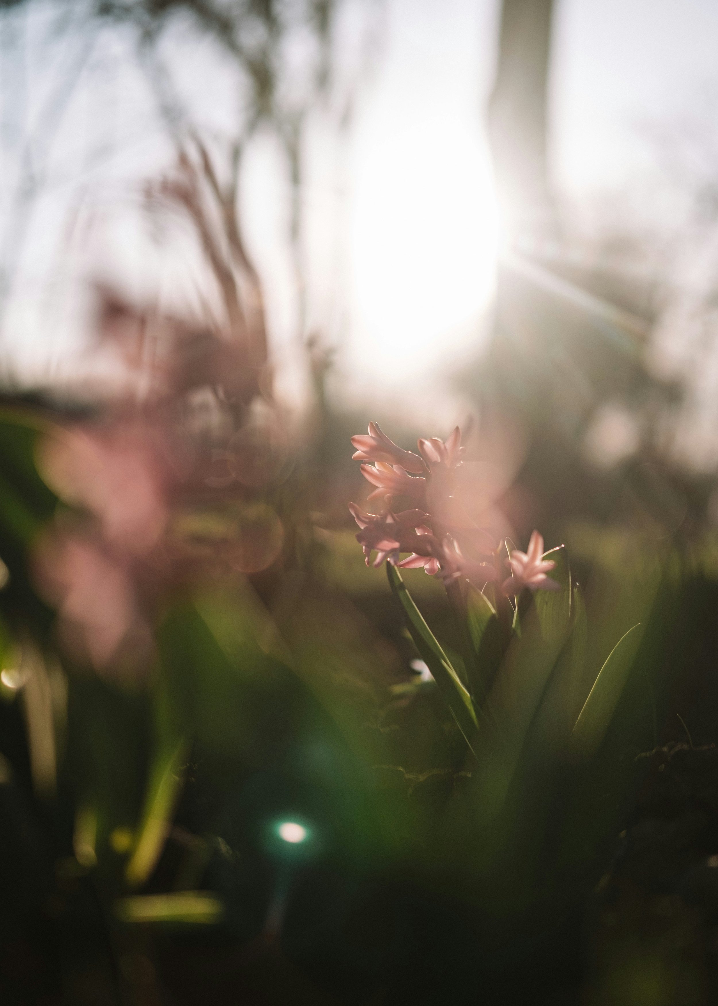 Inner Child Flower Essence