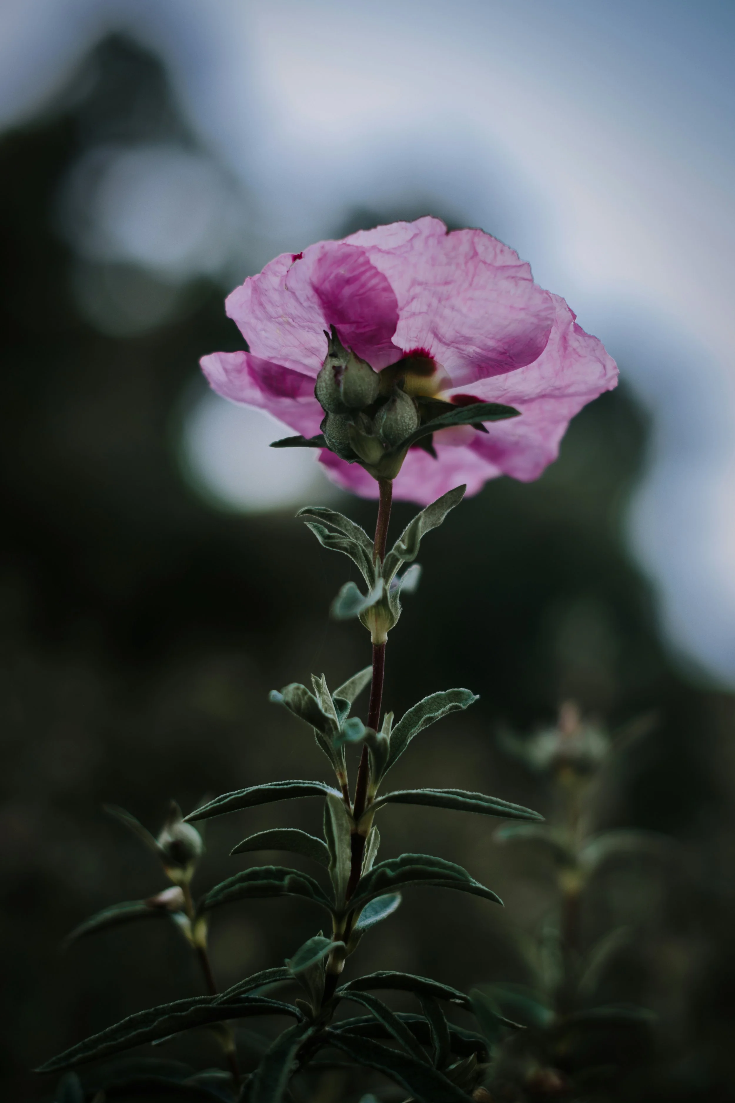 Protection Flower Essence