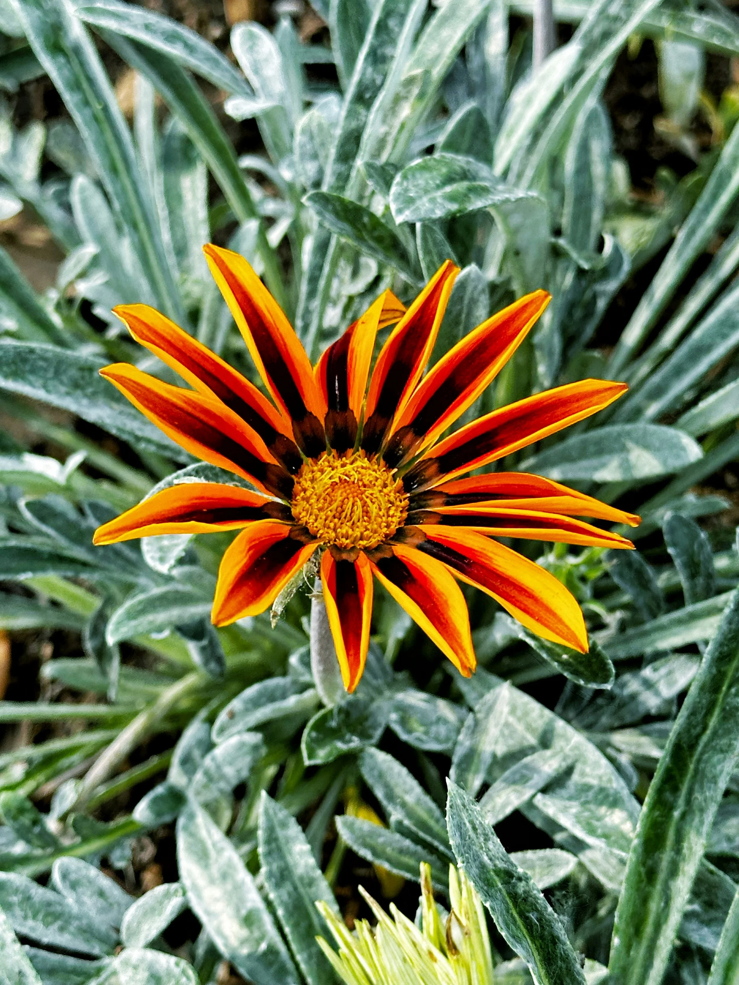 Radiance Flower Essence