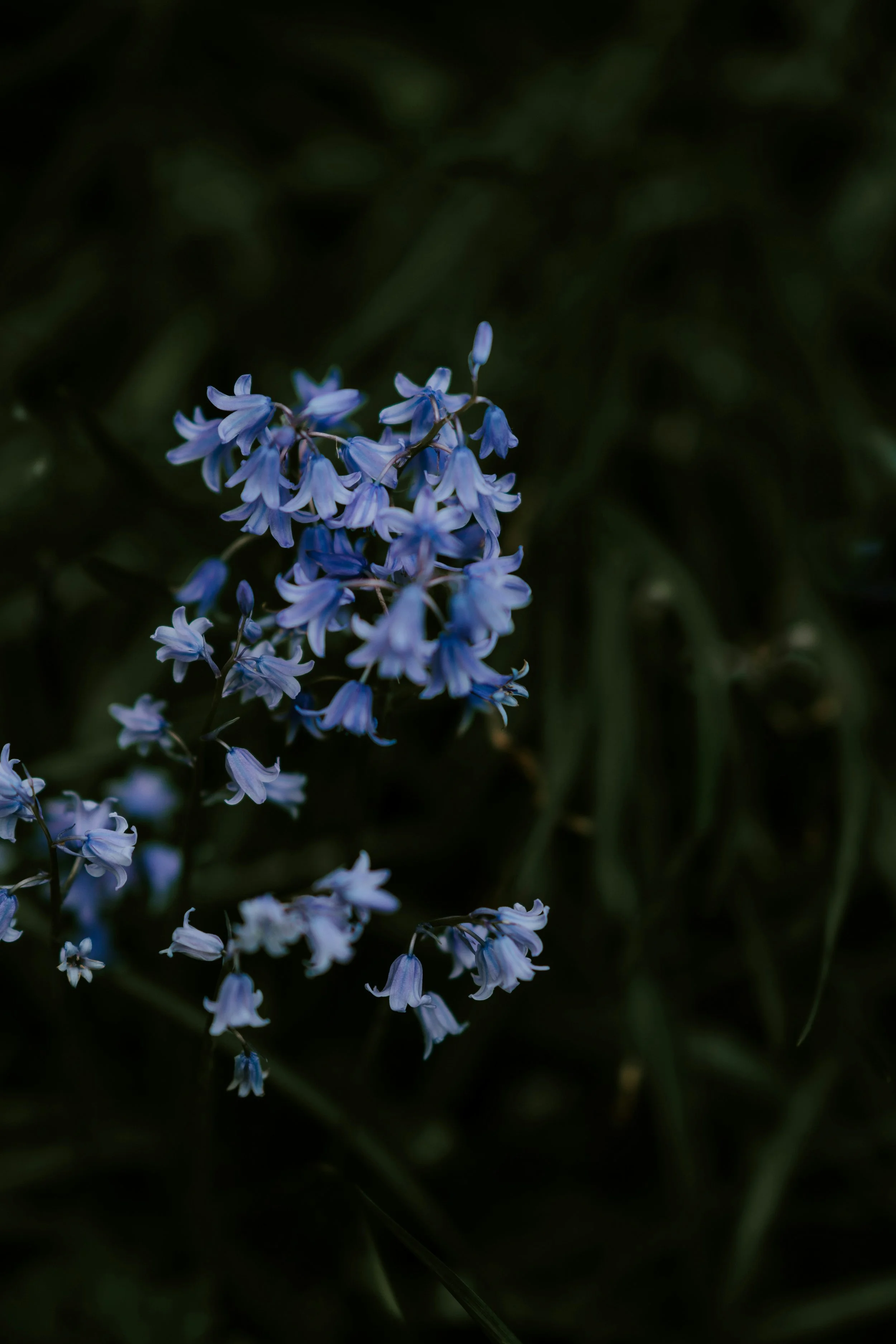 bluebell flower essence.jpg