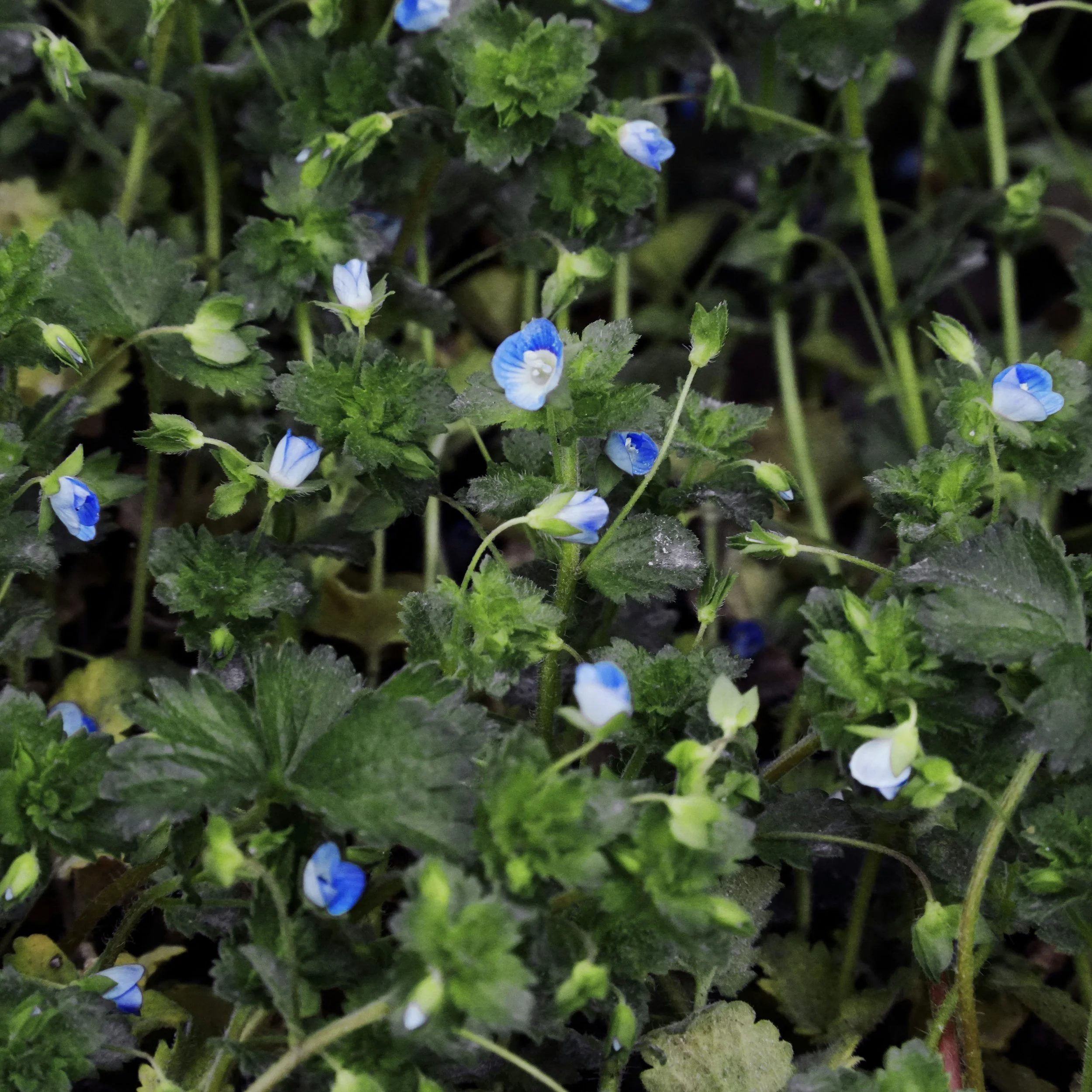 Inner Child Flower Essence Slender Speedwell.jpg