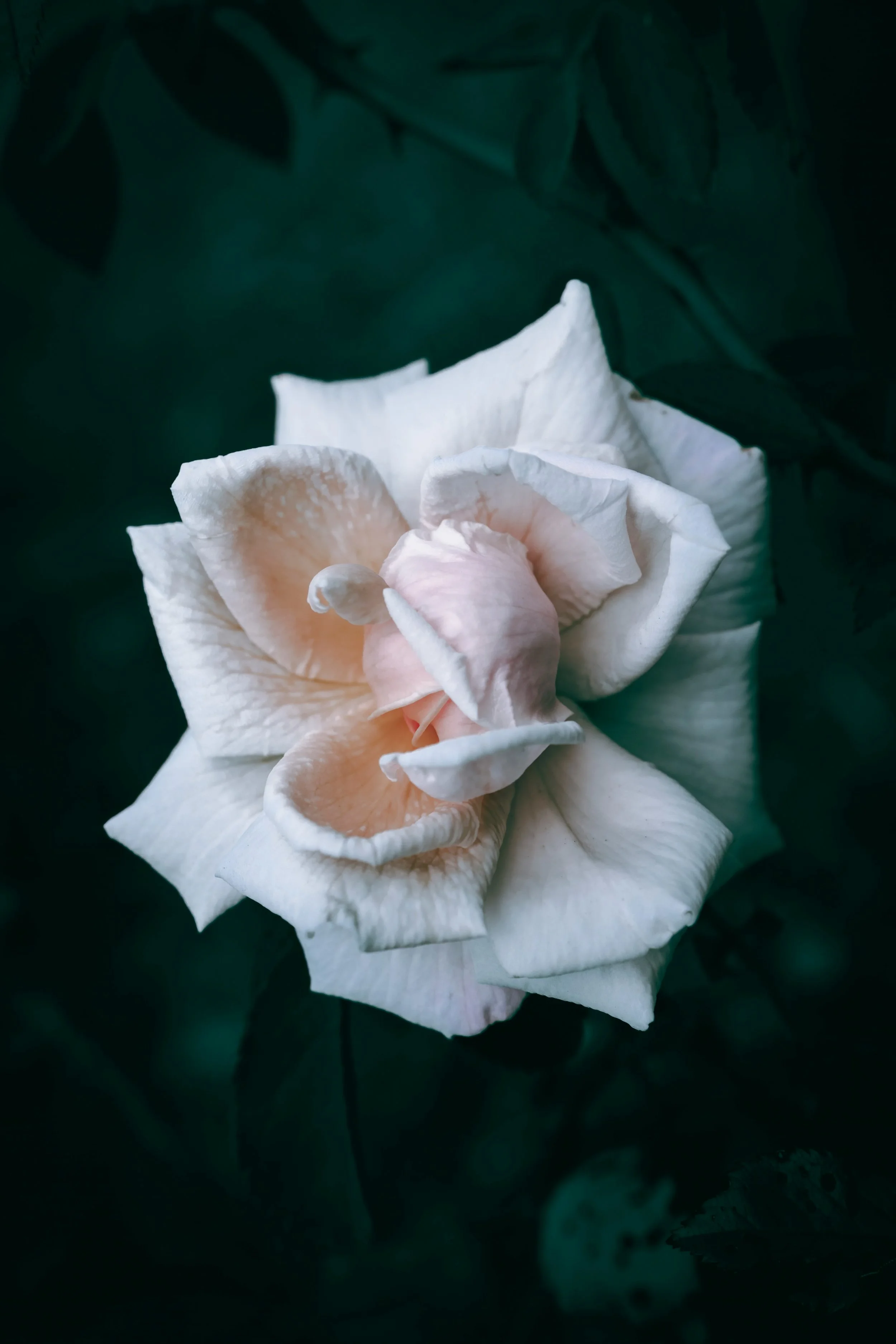 Heart Flower Essence