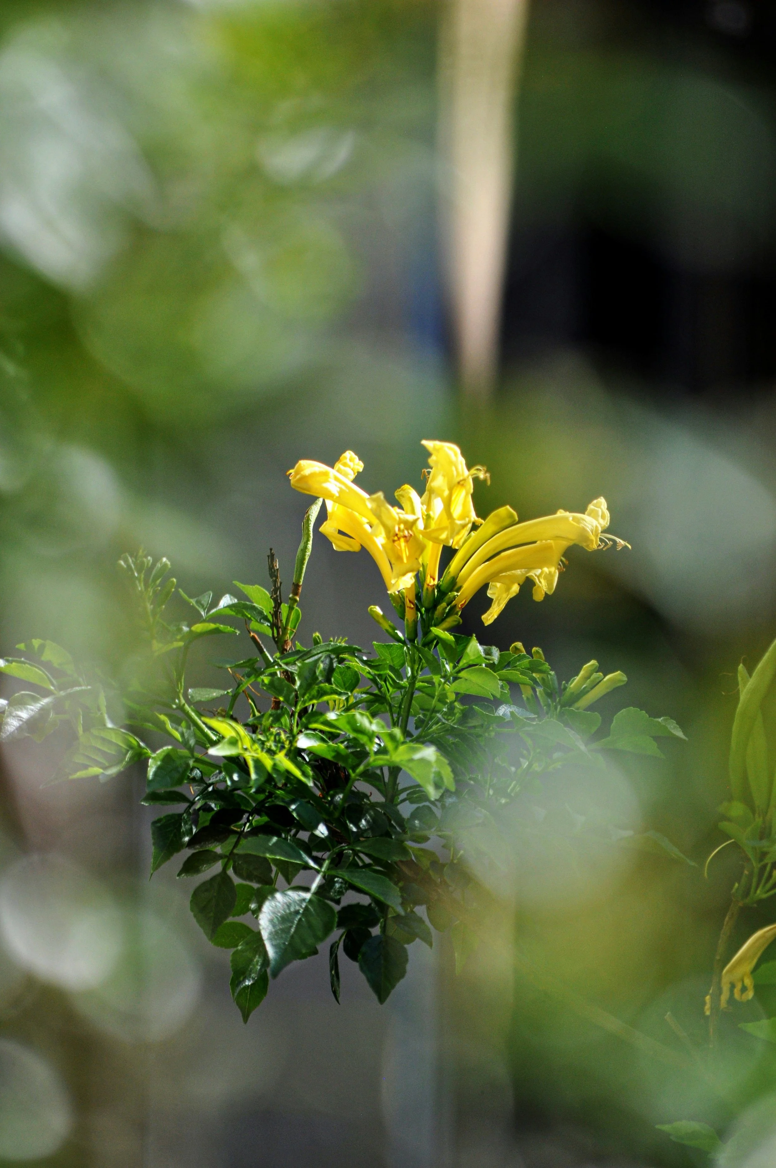 yellow trumpet moving grief flower essence.jpg