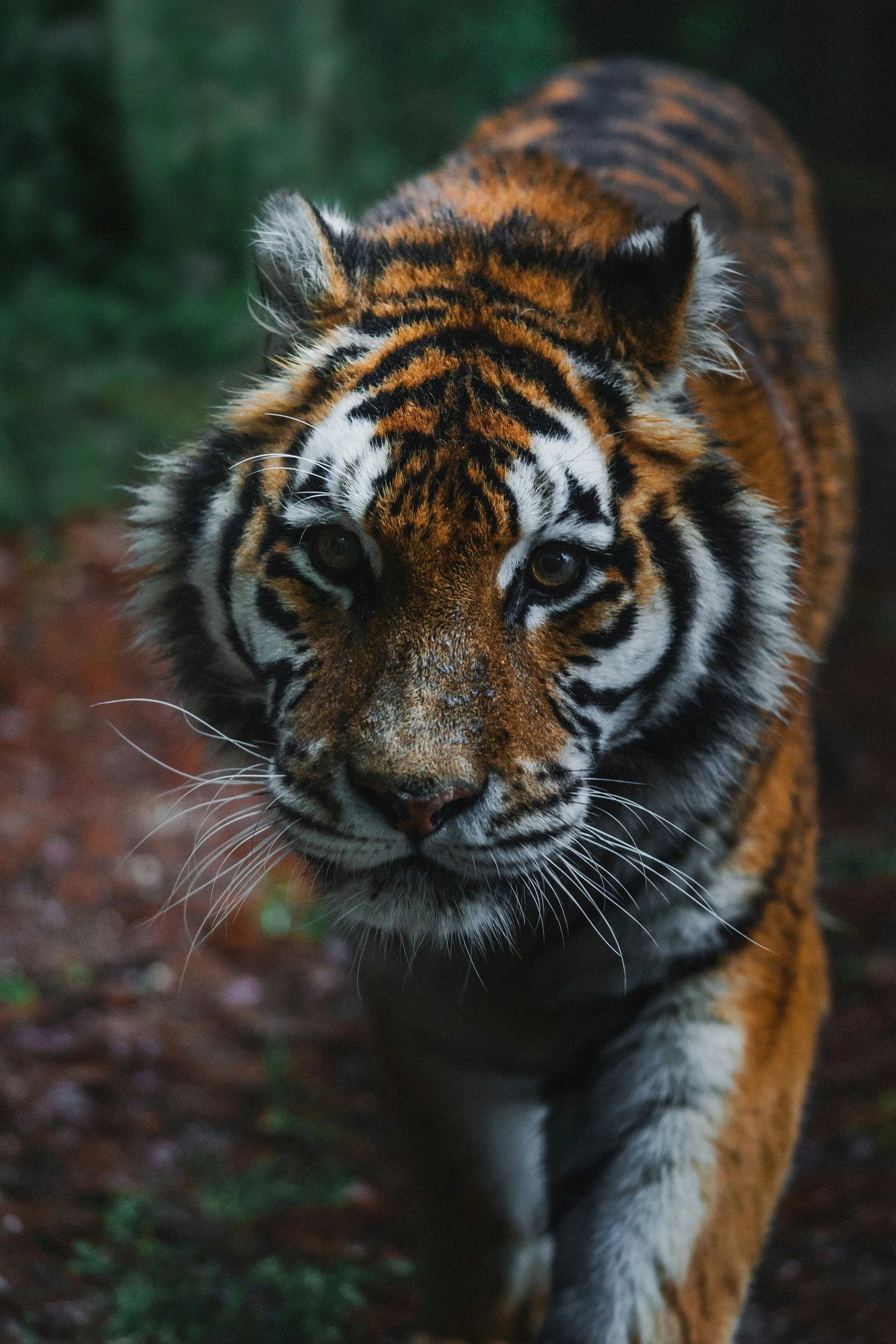 spritual protection flower essence tiger.jpg