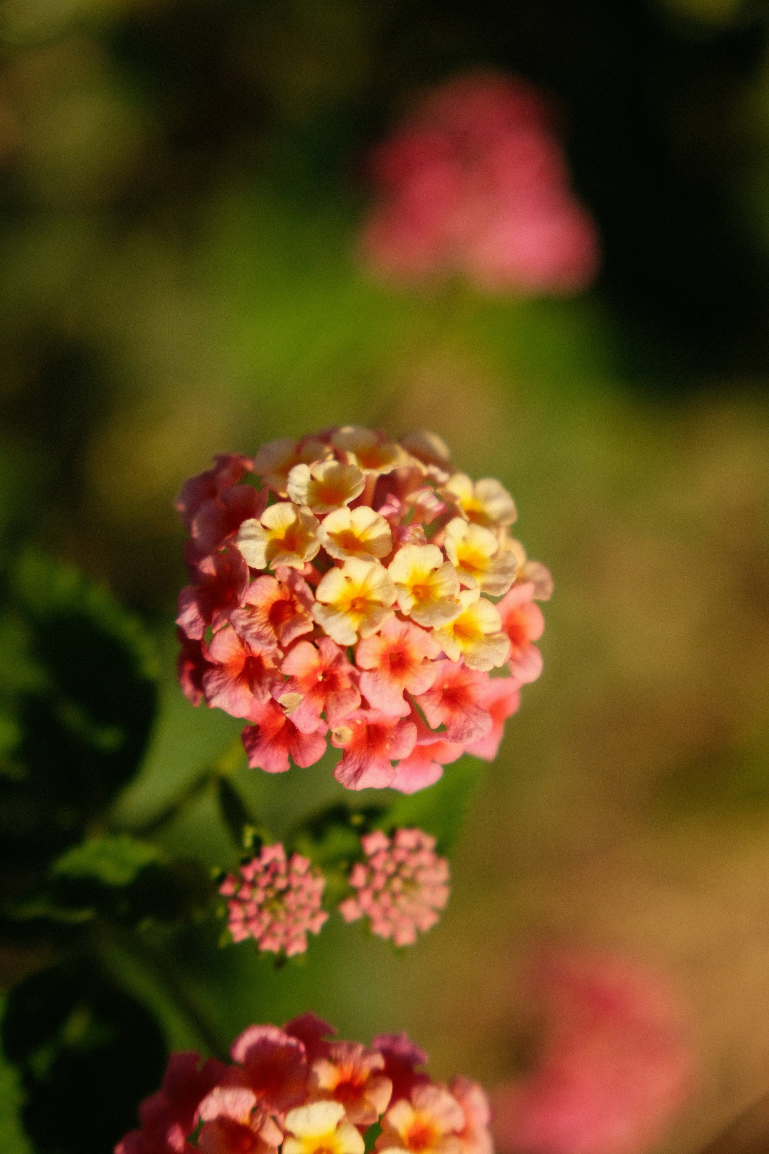 Moving Grief Flower Essence
