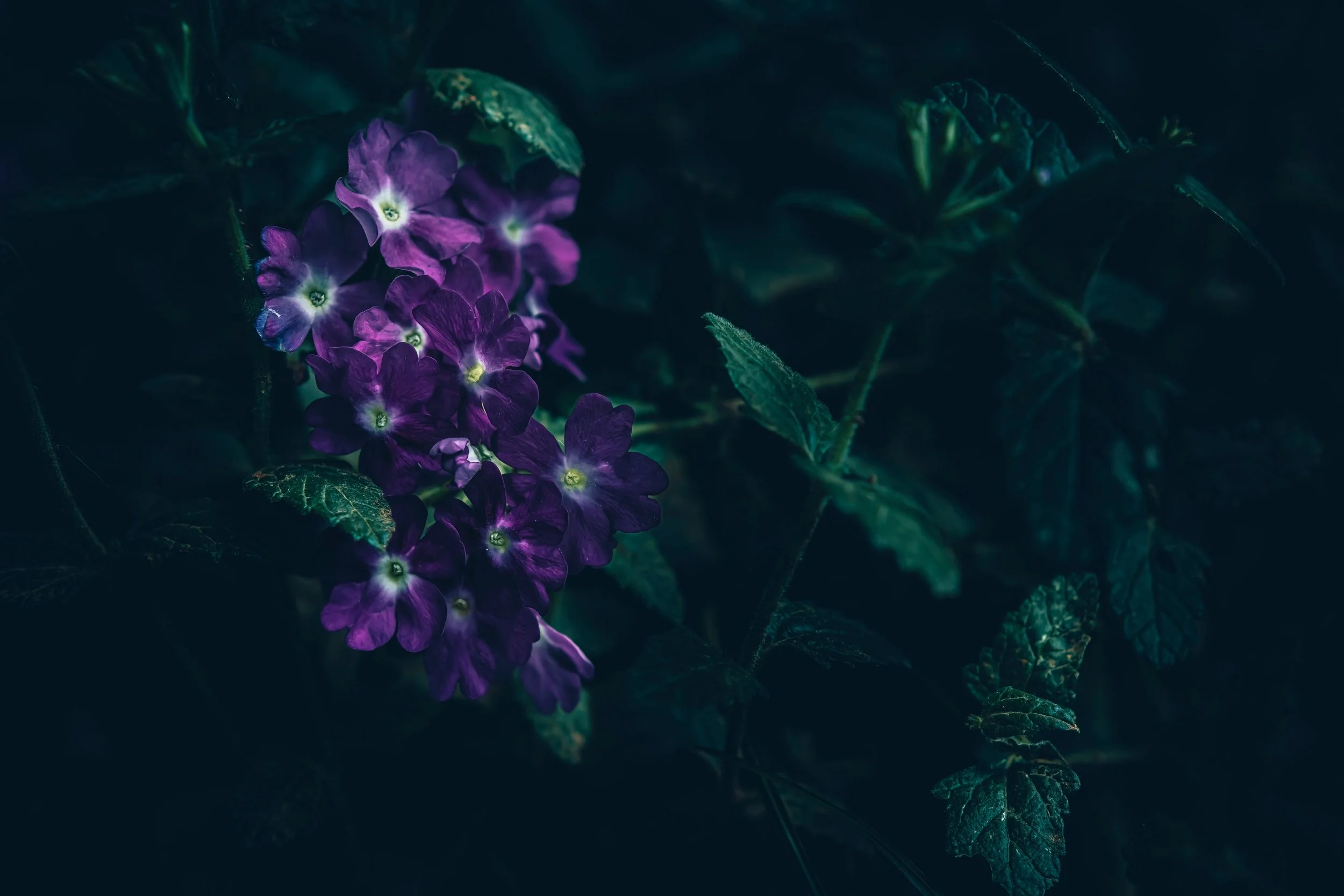 Womb Flower Essence