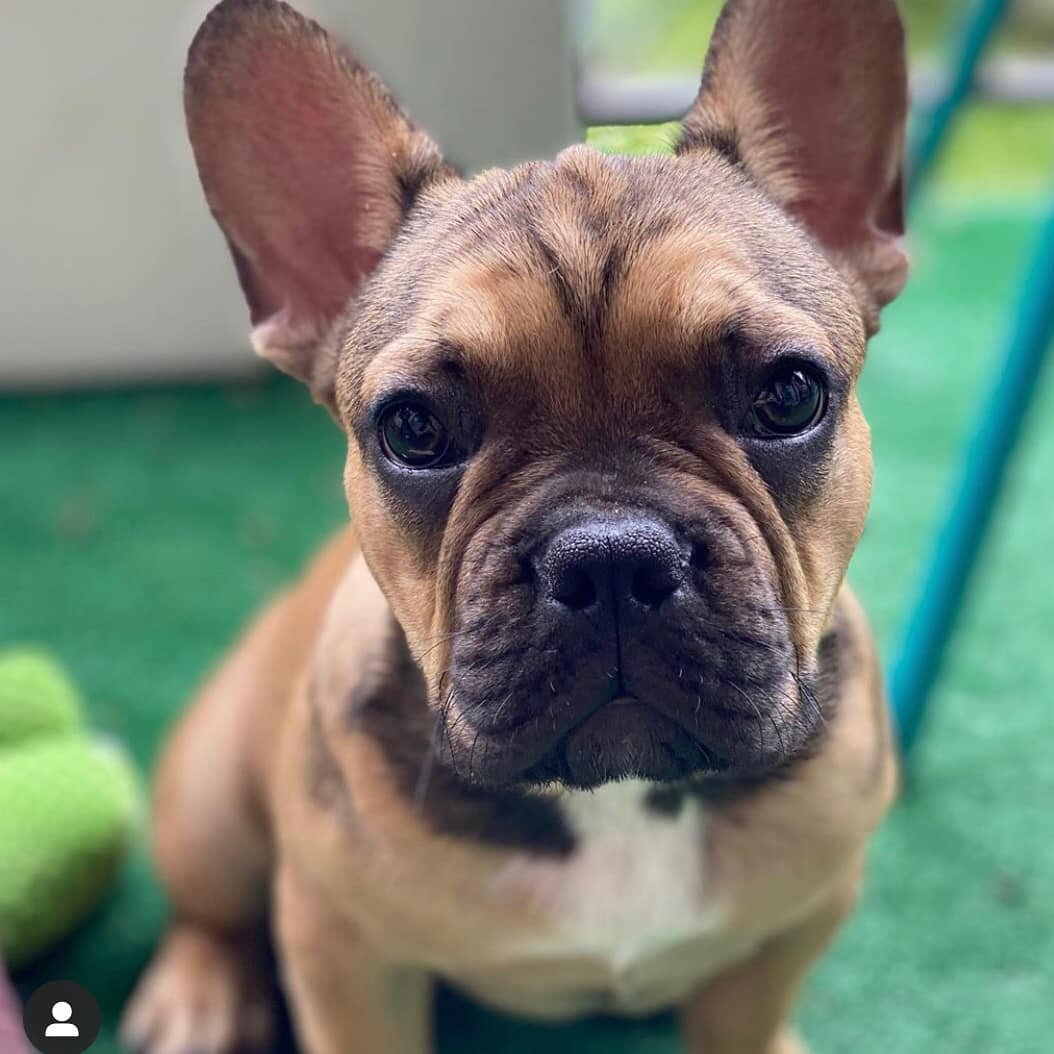 This is Maxwell!  How freakin' cute.
.
We spoke with his super awesome parent @magsology tonight about life and her non-profit Support Staff @pleasehustleresponsibly.  It was an incredible chat and we are so excited to share it with you!  Follow them