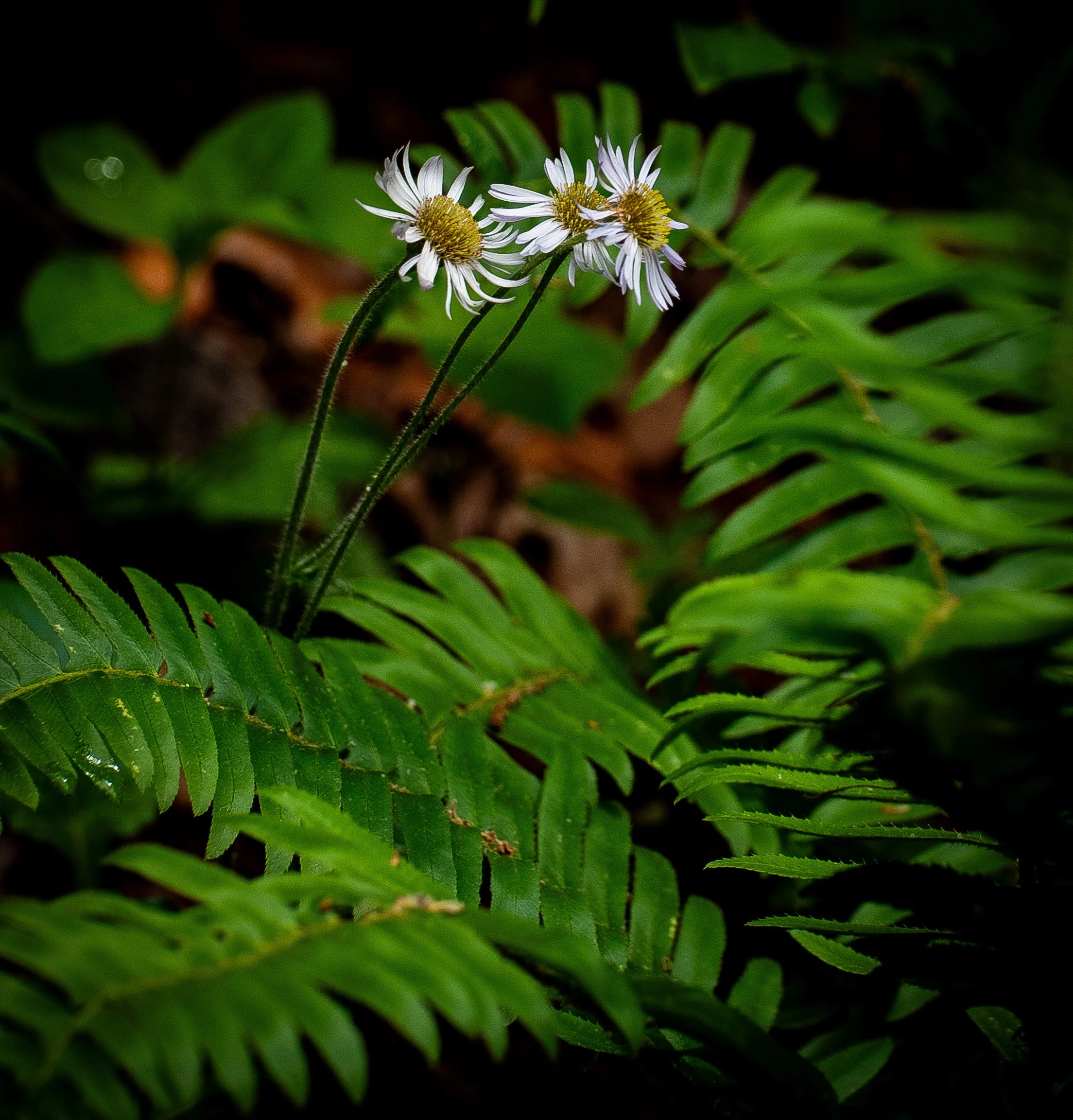 Flowers-44.jpg