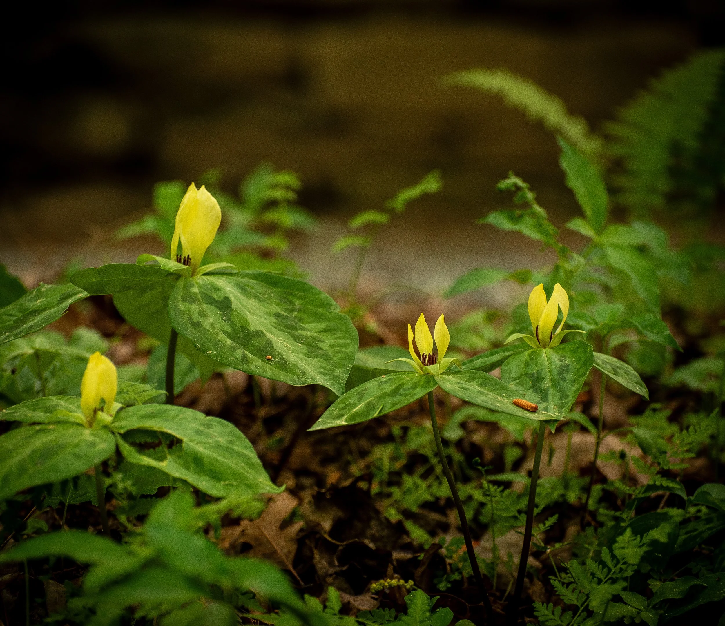 Flowers-42.jpg